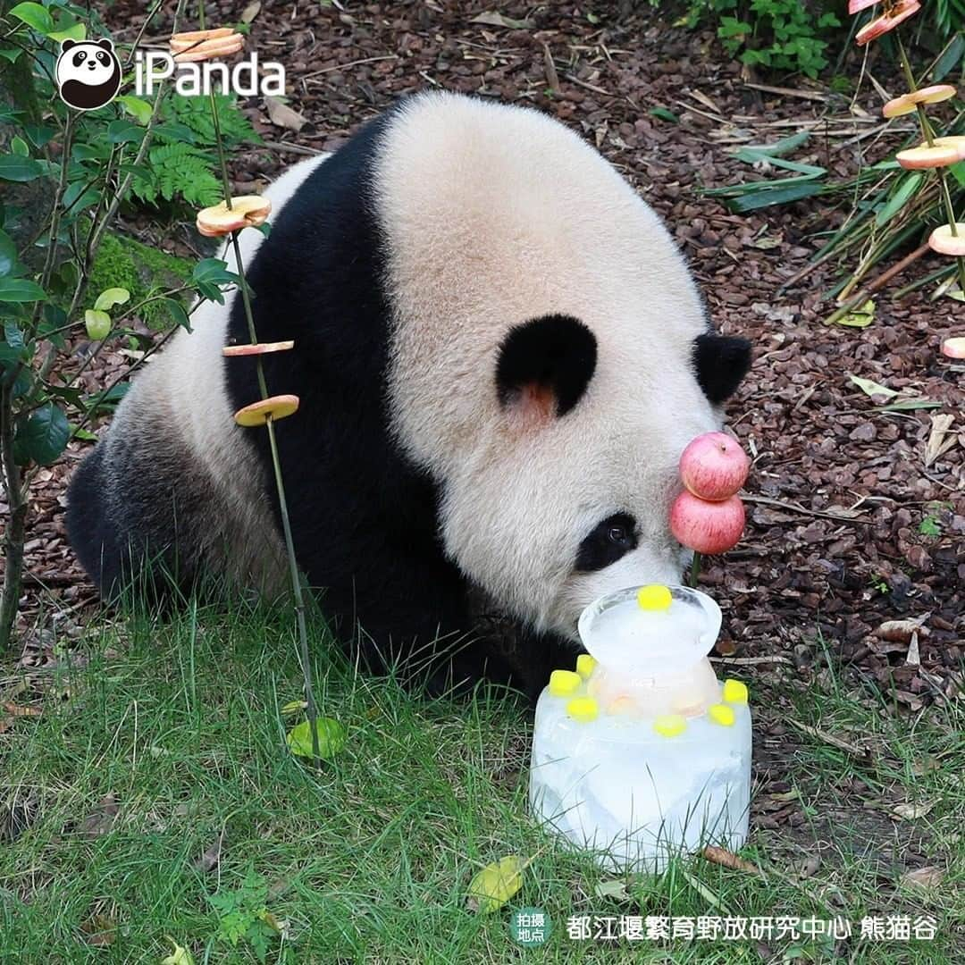 iPandaさんのインスタグラム写真 - (iPandaInstagram)「"Coal mine CEO" Oreo enjoyed a pretty ice cake at his 8th birthday party held on July 28. What was his birthday wish? Let’s hope his coal mine business always prospers! 🐼 🐾 🐼 #Panda #iPanda #Cute #PandaNews #PandaPic」7月31日 11時17分 - ipandachannel