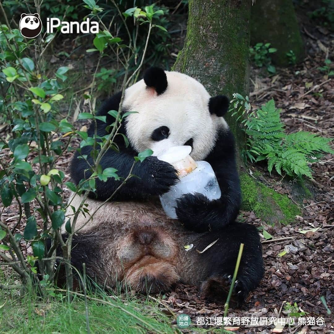 iPandaさんのインスタグラム写真 - (iPandaInstagram)「"Coal mine CEO" Oreo enjoyed a pretty ice cake at his 8th birthday party held on July 28. What was his birthday wish? Let’s hope his coal mine business always prospers! 🐼 🐾 🐼 #Panda #iPanda #Cute #PandaNews #PandaPic」7月31日 11時17分 - ipandachannel