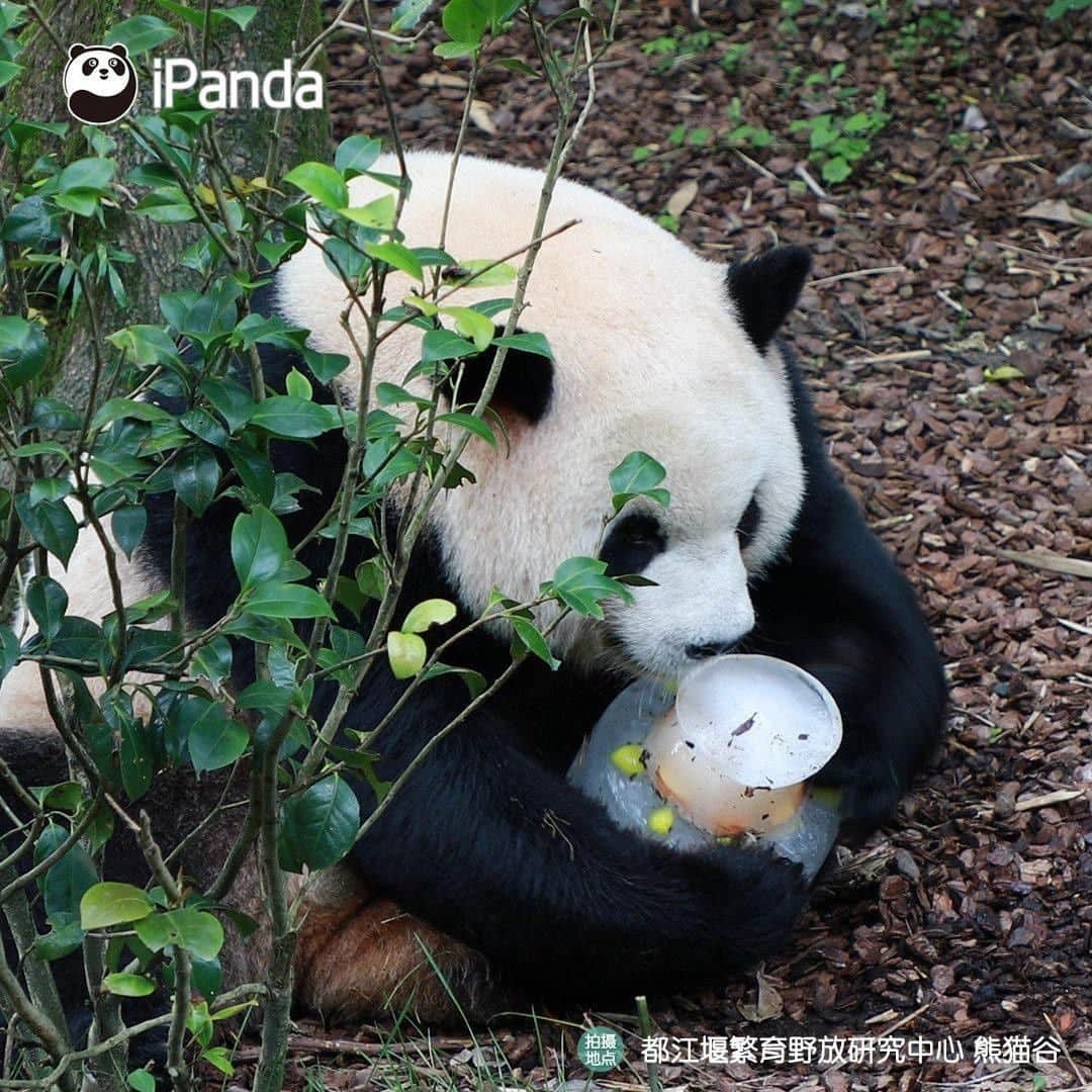 iPandaさんのインスタグラム写真 - (iPandaInstagram)「"Coal mine CEO" Oreo enjoyed a pretty ice cake at his 8th birthday party held on July 28. What was his birthday wish? Let’s hope his coal mine business always prospers! 🐼 🐾 🐼 #Panda #iPanda #Cute #PandaNews #PandaPic」7月31日 11時17分 - ipandachannel