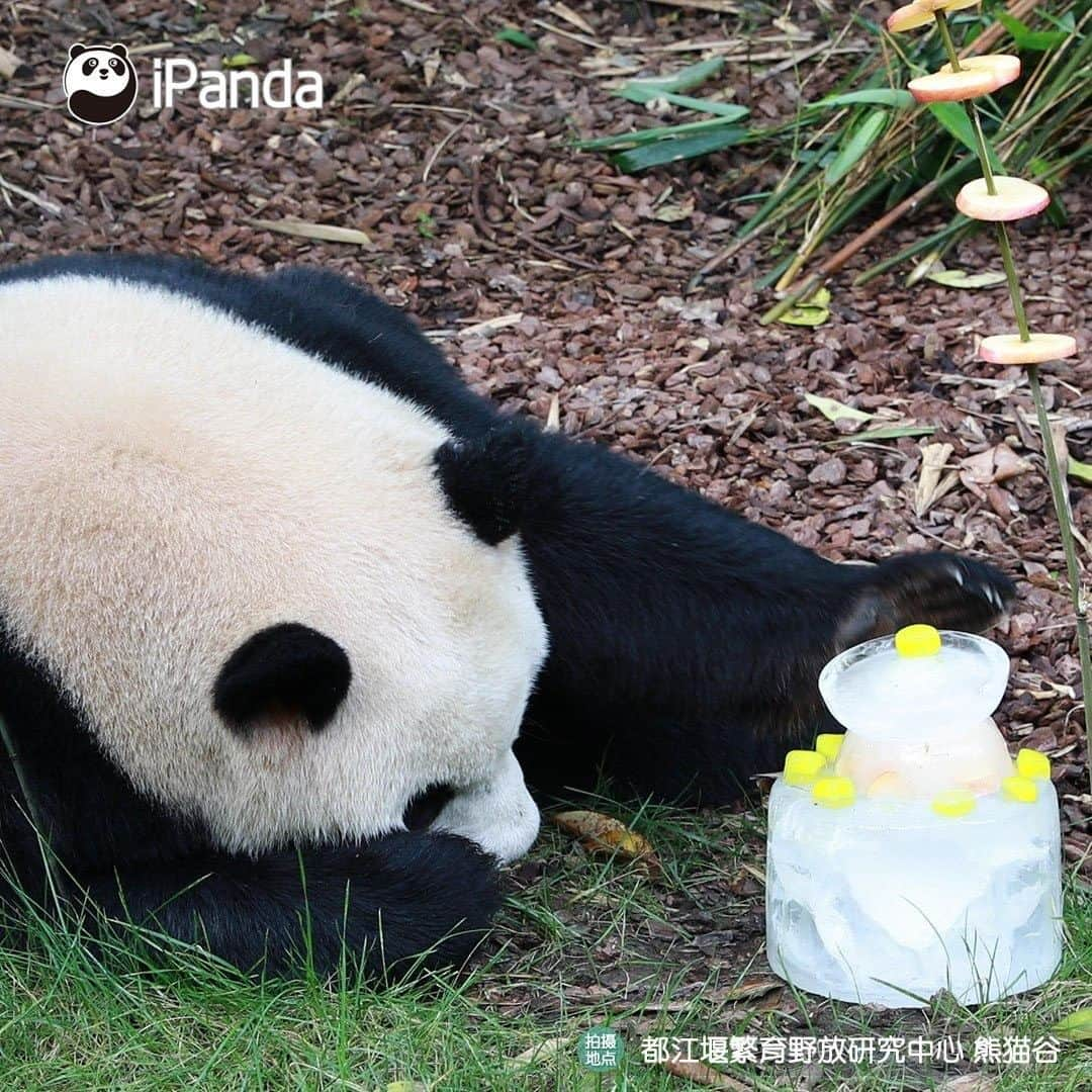 iPandaさんのインスタグラム写真 - (iPandaInstagram)「"Coal mine CEO" Oreo enjoyed a pretty ice cake at his 8th birthday party held on July 28. What was his birthday wish? Let’s hope his coal mine business always prospers! 🐼 🐾 🐼 #Panda #iPanda #Cute #PandaNews #PandaPic」7月31日 11時17分 - ipandachannel