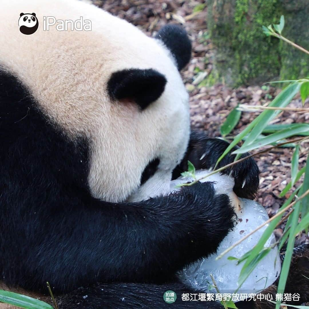 iPandaさんのインスタグラム写真 - (iPandaInstagram)「"Coal mine CEO" Oreo enjoyed a pretty ice cake at his 8th birthday party held on July 28. What was his birthday wish? Let’s hope his coal mine business always prospers! 🐼 🐾 🐼 #Panda #iPanda #Cute #PandaNews #PandaPic」7月31日 11時17分 - ipandachannel