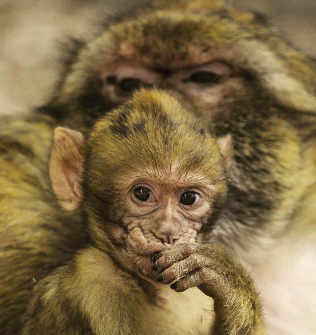 ナショナルジオグラフィックのインスタグラム