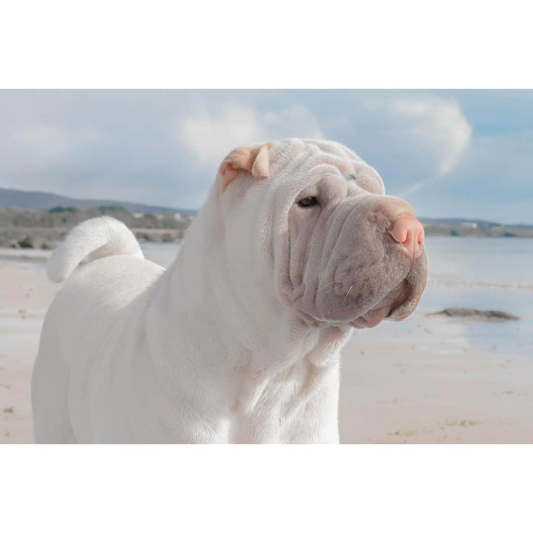 annie&pADdinGtoNさんのインスタグラム写真 - (annie&pADdinGtoNInstagram)「Bliss 🤍 #ourhappyplace #happyweekend  #dogsonthebeach #love #lambington #sharpei #sharpeisofinstagram #sharpeiworld #instagood #weeklyfluff #dog #dogs #dogsofinstagram #doglover #doglife #beach #tasmania #iloveyoutothemoonandback」7月31日 11時54分 - anniepaddington