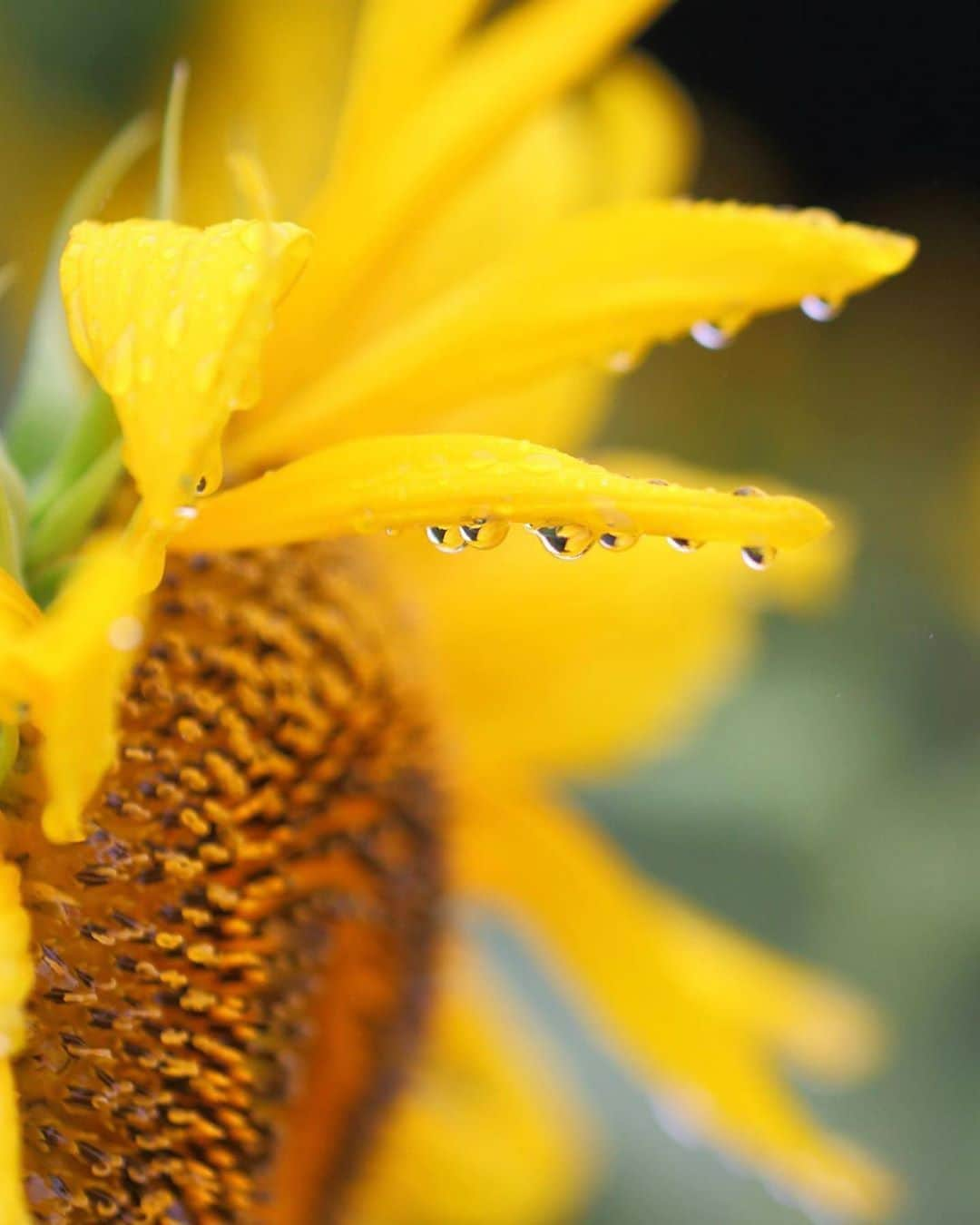 西条市さんのインスタグラム写真 - (西条市Instagram)「【LOVESAIJOじかん】﻿ ﻿ 梅雨明け🌻！﻿ ﻿ 太陽に向かって咲いてね！﻿ ﻿ ﻿ ﻿ Repost @mihiro245﻿ ・・・﻿ .﻿ ひまわりと雫﻿ ※﻿ ※﻿ 2020/7 愛媛県西条市﻿ ※﻿ ※﻿ 桜2のひまわり畑にて、、、﻿ ※﻿ #愛媛県西条市#ひまわり﻿ #lovesaijo #愛媛カフェ#櫻2 ﻿ #雫#滴#💧 ﻿ #みつけタグラム ﻿ #海賊フォト﻿ #shikokucameraclub ﻿ #setouchigram96 ﻿ #はなまっぷ ﻿ #photo_jpn #私の花の写真#rainbow_petals #tv_flowers  #color_jp #team_jp_flower ﻿ #ザ花部  #花 #花のある暮らし﻿ #nipponpic#love_bestjapan﻿ ※﻿ ※﻿ 雫撮影💧チャレンジ！﻿ 以前　雫大好きフォローさんから　撮影アドバイスしてもらったので撮影したものの、雫選びもピン合わせも難しい。。。要　練習ですわ〜💦﻿ ※﻿ ※﻿」7月31日 11時59分 - lovesaijo