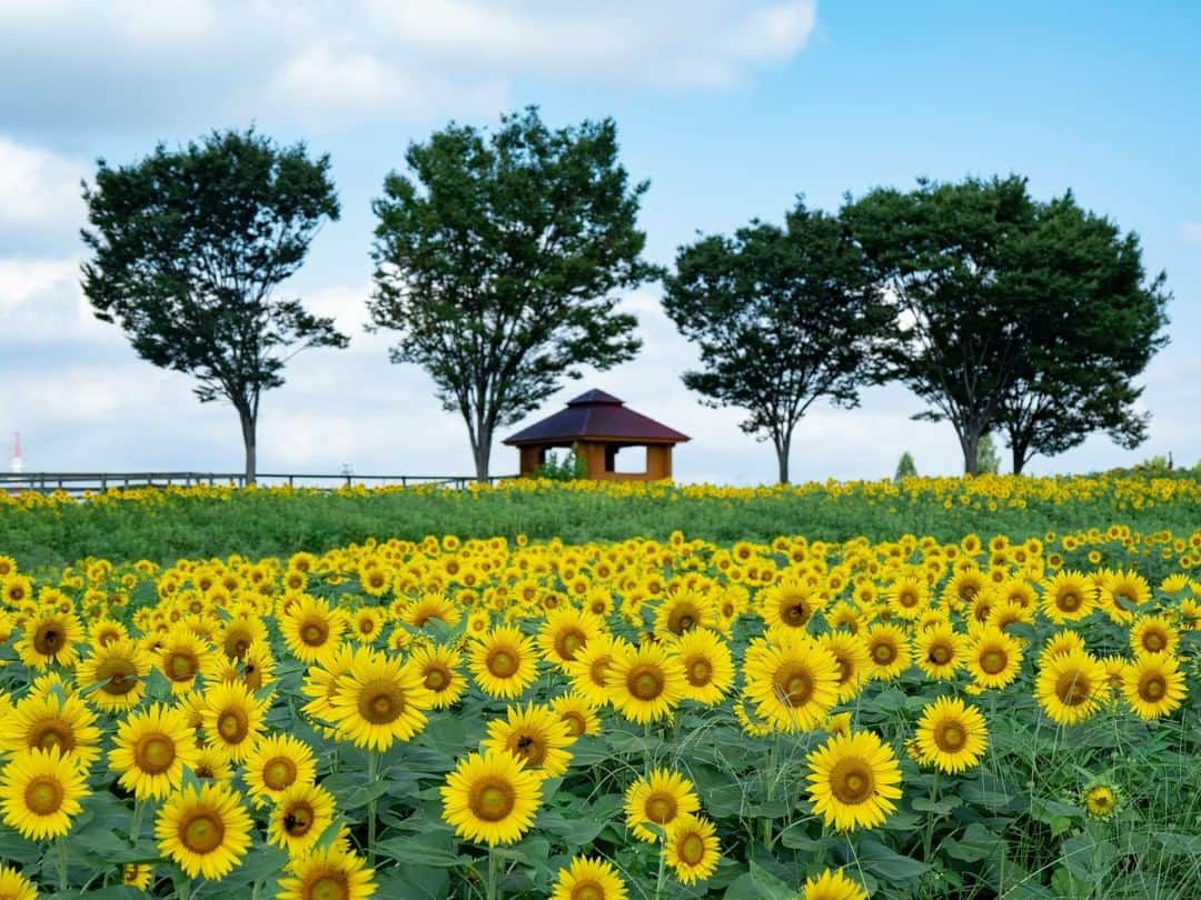 THE GATEのインスタグラム：「【 Aichi Bokujo// #Aichi 】 At Aichi Bokujo, located only one hour away from Nagoya, you can experience farm life without having to travel too far from the city.  l Aichi Bokujo is home to about 160 cows and other animals such as horses, pigs, rabbits and guinea pigs.  l The farm experience events allow visitors to try milking cows and ride horses.   . ————————————————————————————— ◉Adress 977 Minamiyama Komenoki-cho, Nisshin-shi, Aichi ————————————————————————————— THE GATE is a website for all journeys in Japan.  Check more information about Japan. →@thegate.japan . #japanlovers #Japan_photogroup #viewing #Visitjapanphilipines #Visitjapantw #Visitjapanus #Visitjapanfr #Sightseeingjapan #Triptojapan # 赞 #粉我 #Instatravelers #Instatravelphotography #Instatravellife #Instagramjapanphoto #flowerphotos #sunflowerlove #向日葵畑 #해바라기축제　#bungamatahari #mirasol #꽃밭 #TamanBunga #Tamanbunga #jardindeflores #girasol #explore_floral #Japanesegardens #aichibokujo」