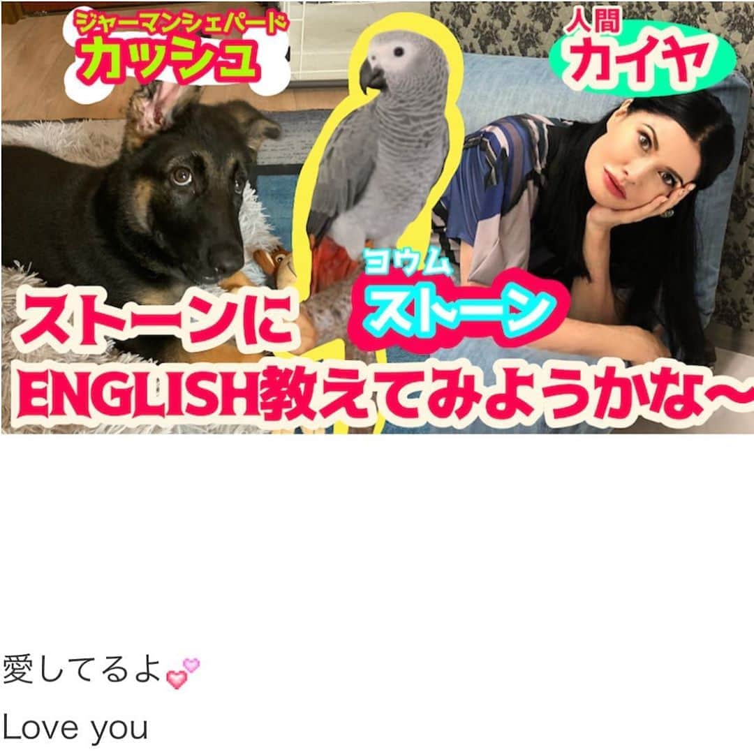 カイヤさんのインスタグラム写真 - (カイヤInstagram)「Youtube Caiyaru TV  . . . . . . . . . . . . . . .  #caiya #stone #カイヤるtv #youtube #youtuber #youtubechannel #parrot #stone #african #africangrey #relax #pets #mylife #training #birdtraining #lovely #cute #love」7月31日 12時09分 - caiya.kawasaki