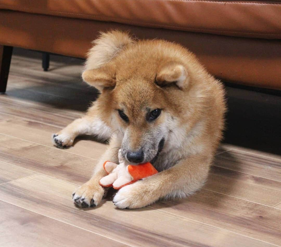 柴犬たま Shibainu Tamaのインスタグラム