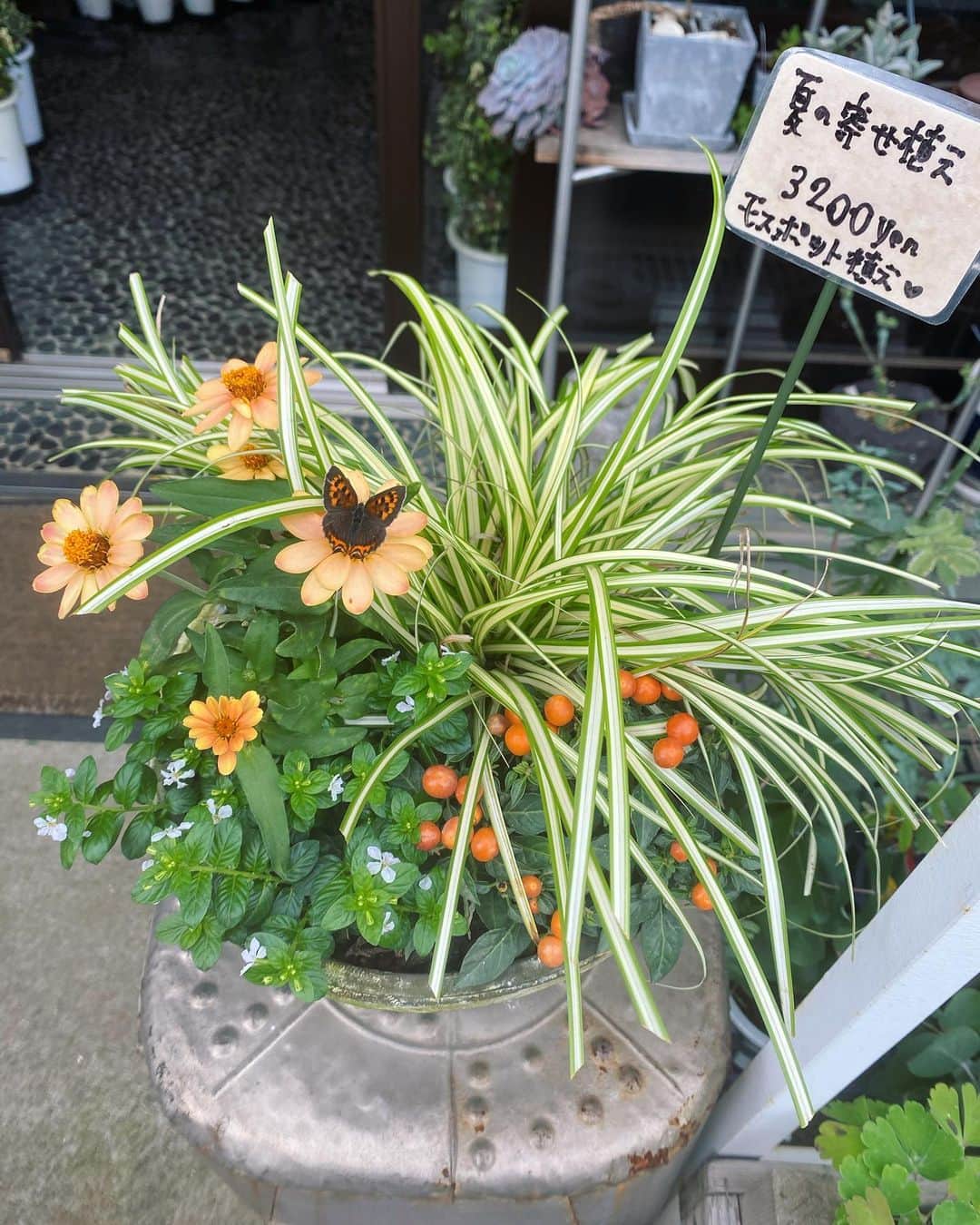 MILLE ECLAT.さんのインスタグラム写真 - (MILLE ECLAT.Instagram)「寄せ植えのジニアにまさかのベニシジミが一体化🌼 . 同じ色で可愛いです☺︎💕 . 吉田でした✨」7月31日 12時19分 - mille_eclat