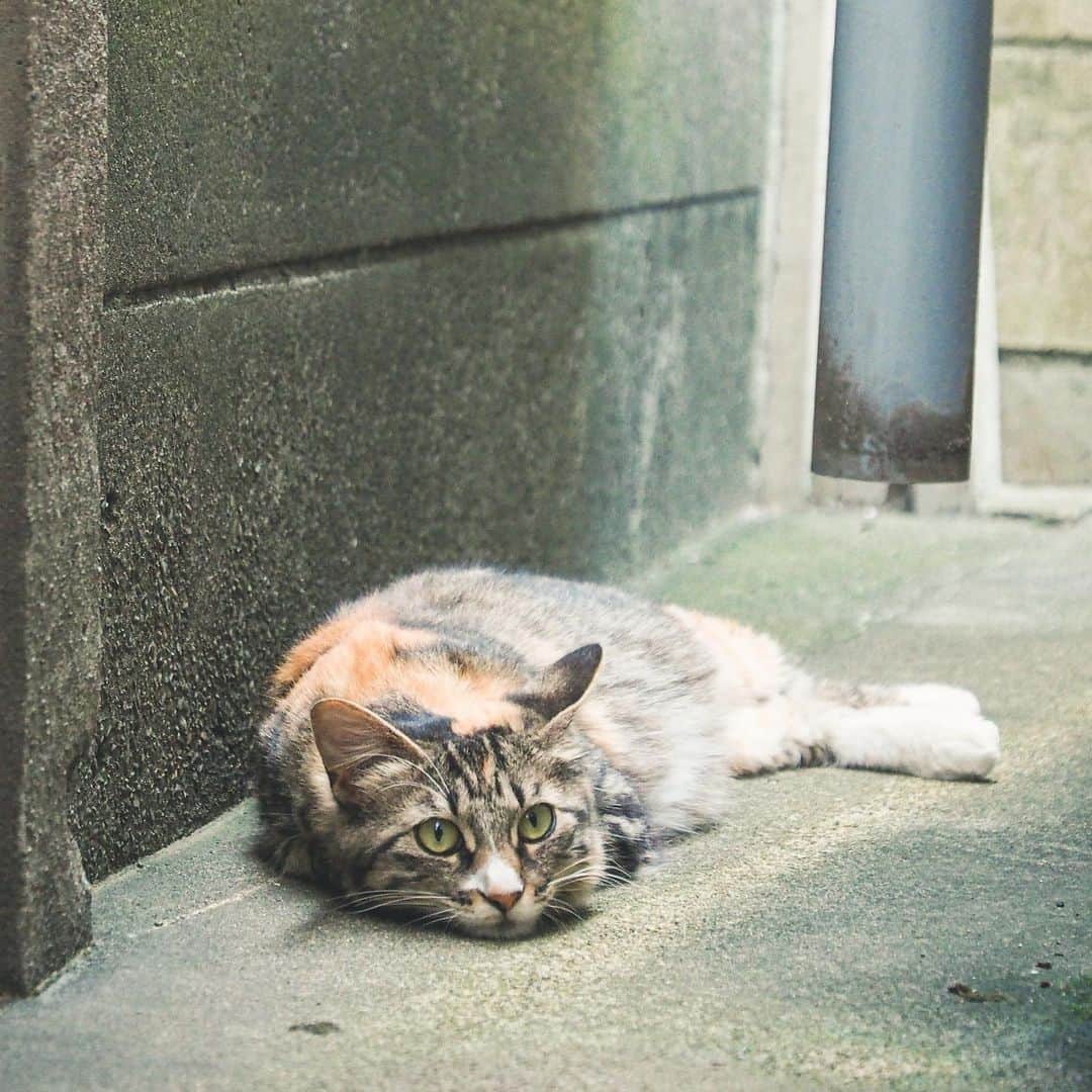 kanikapilaのインスタグラム：「すげーいい猫の写真を社員からいただきました。 #日常 #カニカピラ #kanikapila #カニスタグラム #東京 #中目黒 #デザイン事務所」