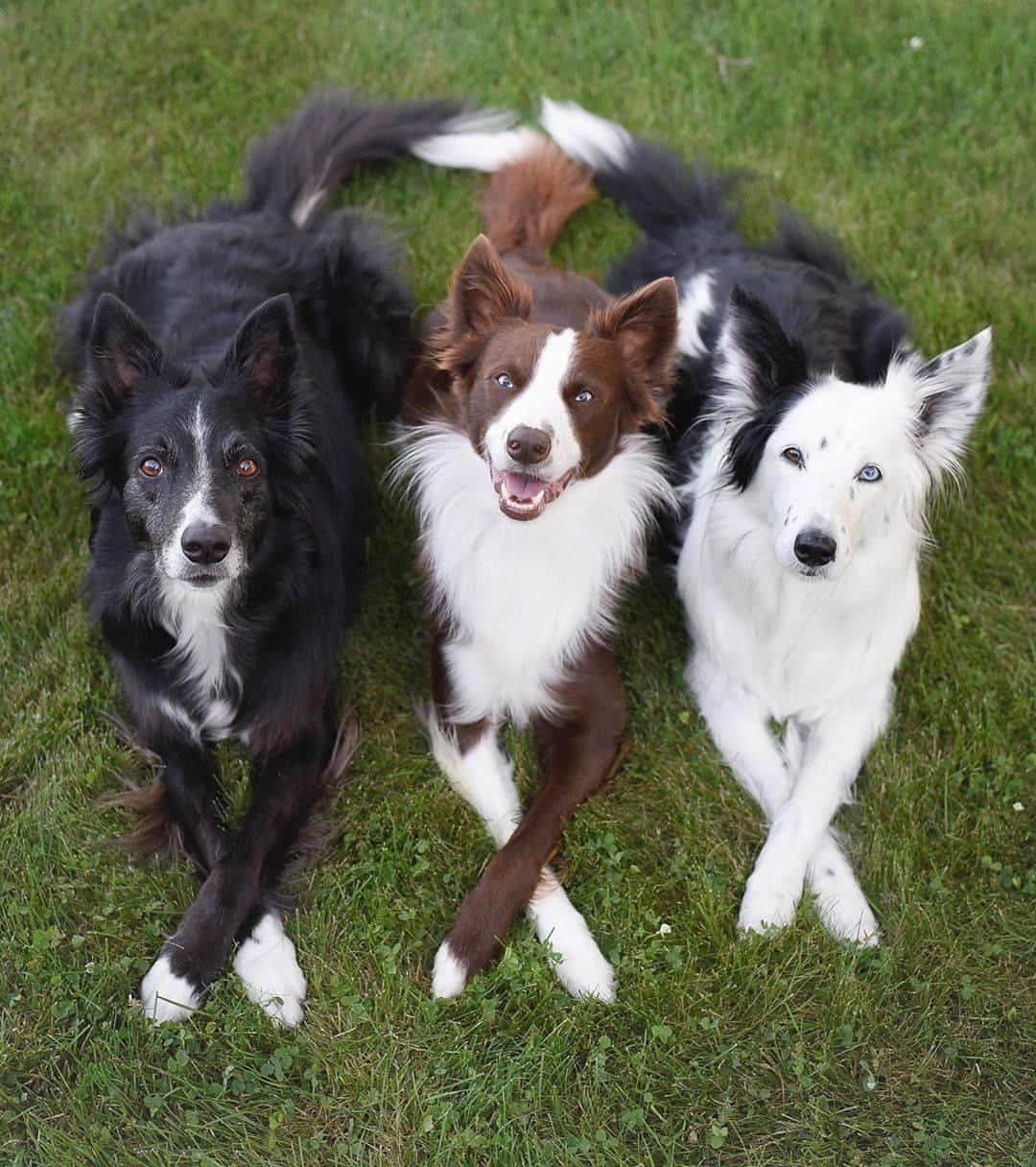 8crapさんのインスタグラム写真 - (8crapInstagram)「Keep your paws crossed and luck will come to you - 📷 @kelly_bove - #barked #dog #doggo #BorderCollie #BorderCollies」7月31日 13時00分 - barked