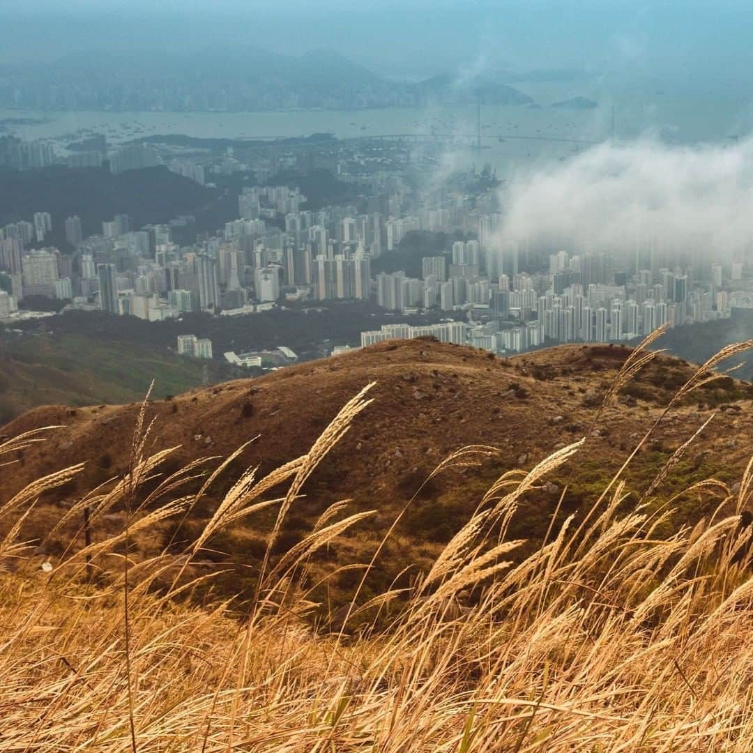 Discover Hong Kongさんのインスタグラム写真 - (Discover Hong KongInstagram)「Hong Kong’s concrete blocks from a mountain top with an expanse of slivergrass waving in the breeze. 抬頭係高樓大廈，低頭就滿山芒草，城市同大自然相依並存，感覺獨一無二！ #DiscoverHongKong」7月31日 13時00分 - discoverhongkong