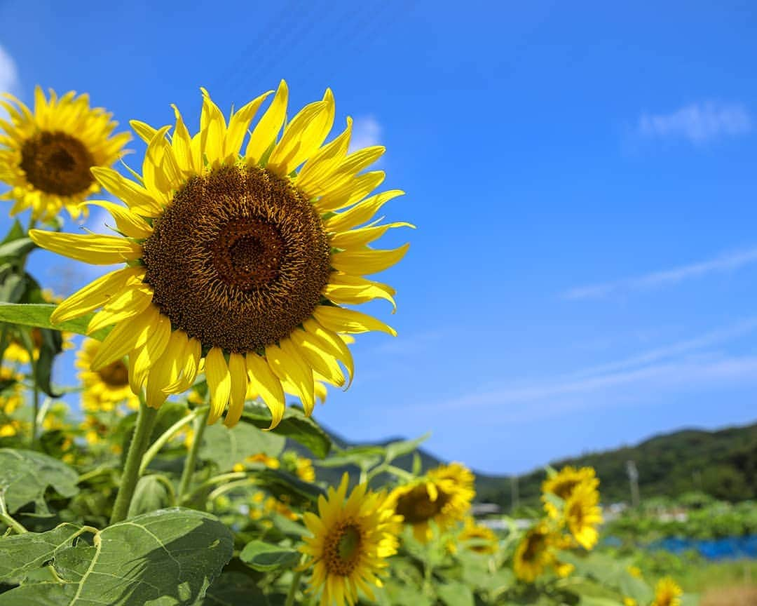 愛知県田原市さんのインスタグラム写真 - (愛知県田原市Instagram)「Reach the sky! 太陽がいっぱい🎶 * #夏真っ盛り #サンテパルク の#ひまわり #7月の渥美半島の花 #青空に映えるね * 上を向いて行こう♪ #たはら暮らし * #渥美半島#田原市#伊良湖#赤羽根#tahara#irago#akabane#surfing#菜の花浪漫街道#ヒマワリ#向日葵#sunflower#夏空#田舎暮らし#日々の暮らし#休日の過ごし方#はなまっぷ#スローライフ#instagramjaran#igersjp#scenic_jp」7月31日 13時26分 - tahara_kurashi