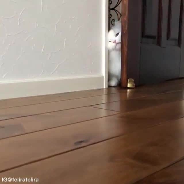 Aww Clubのインスタグラム