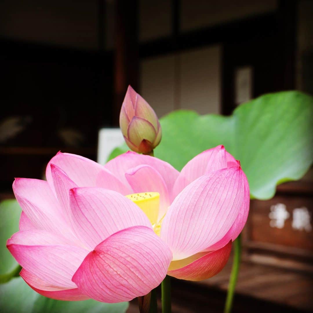 テレビ大阪「おとな旅あるき旅」さんのインスタグラム写真 - (テレビ大阪「おとな旅あるき旅」Instagram)「明日のおとな旅あるき旅は、涼を求めて夏の京都へ！妙心寺から北野天満宮、そして川床で有名な高雄へ足を延ばします。  酷暑の中でも涼しげな景色やグルメを求めて、ぶらり。お楽しみに！  明日 8/1(土)18:30〜  そして！おとな旅のあとは、今週も夏祭りSP！過去の花火映像満載の「なにわ淀川花火大会 傑作選」、20時〜は「大阪人の新常識 OSAKA  LOVER」と連続でお届けします！  #おとな旅あるき旅#テレビ大阪#三田村邦彦#坂本七菜#京都#妙心寺#北野天満宮#高雄#退蔵院#川床#京の七夕#冷やし豆腐#うなぎ」7月31日 13時54分 - tvo.otonatabi