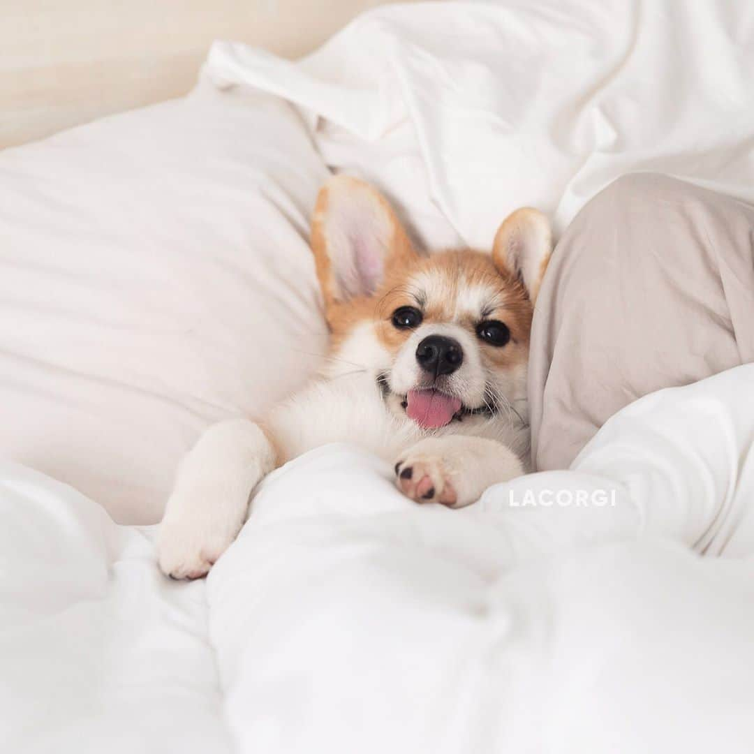 Geordi La Corgiさんのインスタグラム写真 - (Geordi La CorgiInstagram)「Benefits of being a second “child” - Geordi wasn’t allowed on the bed until he was 2 years old. Scotty was granted immediate access. WHY ARE WE SO WEAK?! 🤦‍♀️」8月1日 0時53分 - lacorgi