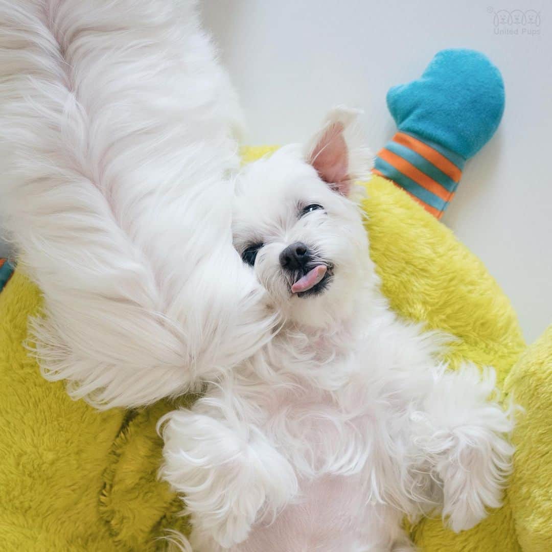 hi.arodさんのインスタグラム写真 - (hi.arodInstagram)「Bailey... dont!!! Many of my Instagram furiends are watching right now🤪 ・・・  #tickle#snuggle#snuggling#cuddling#snugglebuddy#snugglebug#snuggletime#snuggling#dogsnuggles#snuggles#cuddlebug#dogcuddles#spooning#bff#dogbuddy#tongueout#tongueoutdog#secrettalk#pawlove#furfriend#cuddlydog#dogtongue#maltese#malteseofinstagram#malteselovers#malteseofficial」7月31日 23時25分 - hi.arod