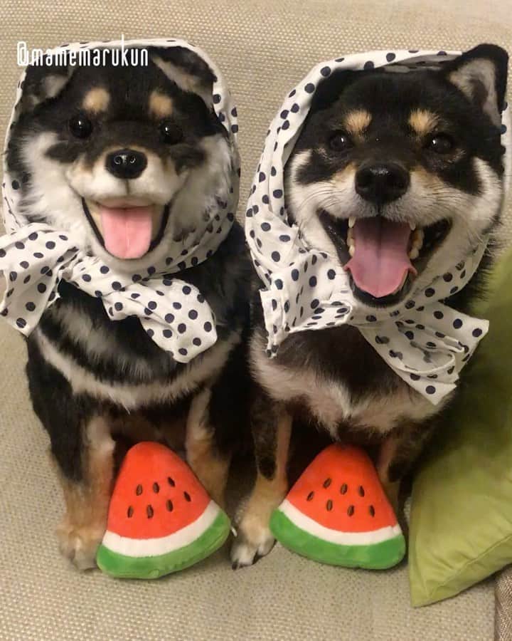 まめ丸のインスタグラム：「* * 【 金曜日の #居酒屋まめ丸 🐶🍺】 * 今週もおつかれさまー🐶💓 デザートにスイカ🍉どうぞ❣️ * 【Taverna“MAMEMARU”🐶🍺】 TGIF🐶🍺💓 * #はじける笑顔の #まめ丸双子店長 * #柴犬#豆柴#柴#黒柴#犬#まめ丸双子疑惑#いぬのきもち#shiba#shibainu#shibastagram#shibadog#shibapuppy#puppy#instadog#dogstagram#dog#instashiba#petstagram#pet#cute#cutedog#강아지#멍스타그램#weeklyfluff#dailyfluff#まめスマイル#リポストまめ丸」