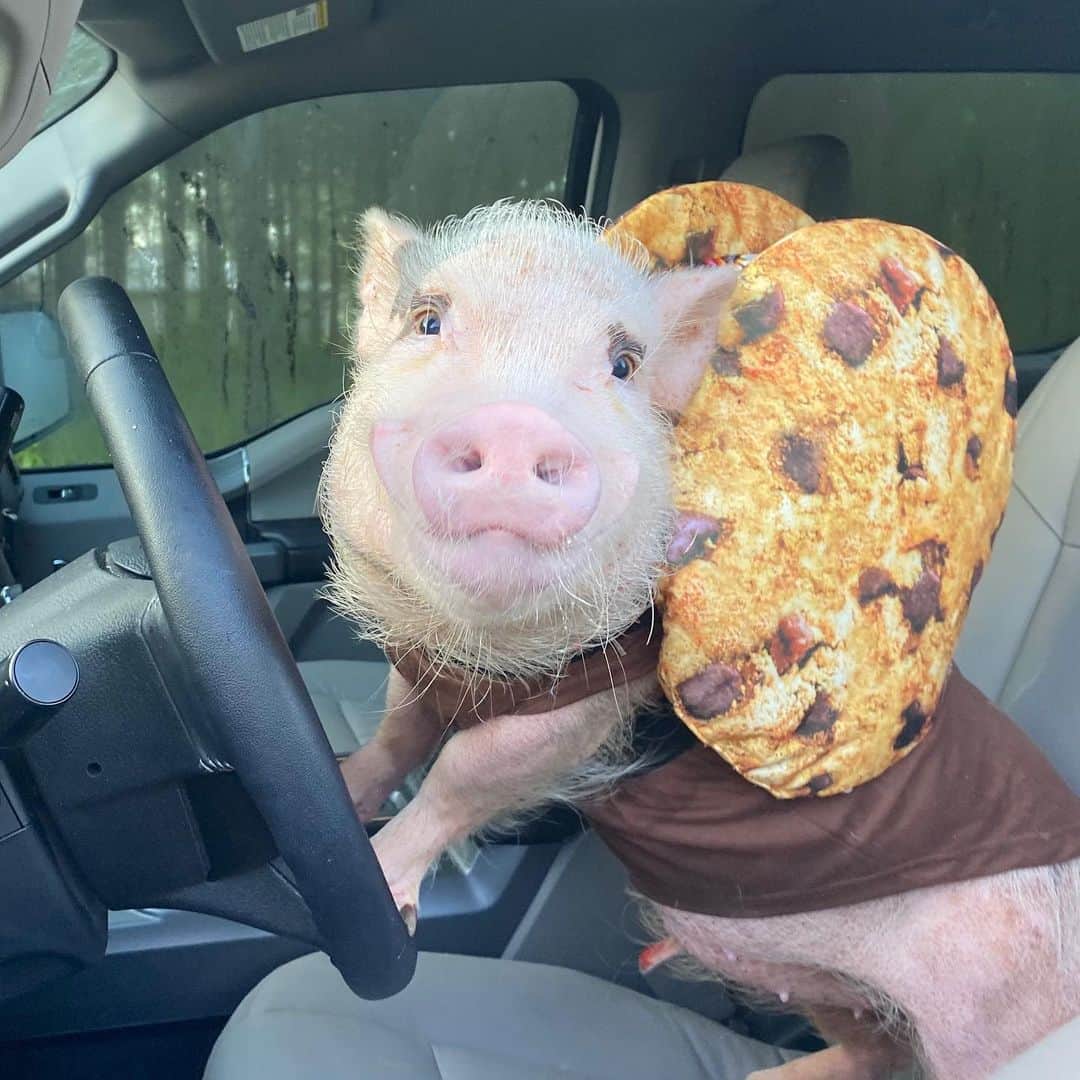 Priscilla and Poppletonさんのインスタグラム写真 - (Priscilla and PoppletonInstagram)「In the cookies of life, pigs are the chocolate chips, and Pop is going to pick up one more “Chip” this morning (swipe to see him). This little guy was left in a crate on the doorsteps of a wildlife rehab center most likely because he has a hernia and needs surgery.  A sweet volunteer there reached out to us, and Pop is on his way to rescue him now. He will have surgery on Monday and live out his life with us here on the farm. Silly Pop said he probably misses his family, so he decided to dress up like them. He will be part of our farm family in no time. If you would like to watch this little guy grow up, please follow our rescue page @prissyandpops_helpinghooves. We can’t wait to meet this sweet boy!🐷❤️🍪#kunekunepig #chocolatechip #sillypop #chipthepig #prissyandpopshelpinghooves #PrissyandPop」7月31日 23時45分 - prissy_pig
