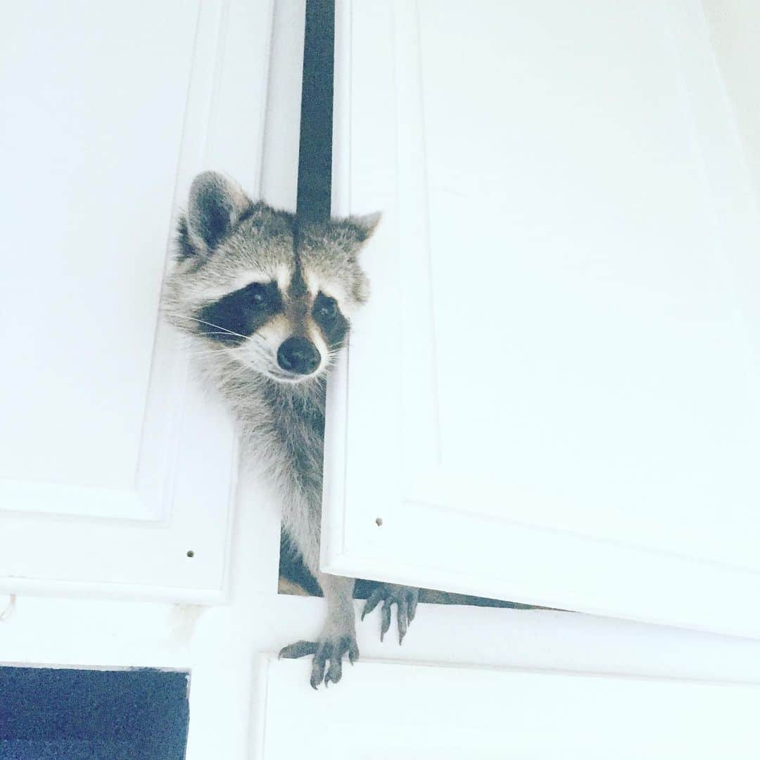パンプキンのインスタグラム：「Is it safe to come out yet? Hoping everyone in our beautiful Bahamaland today is preparing and staying safe. This is a really sh*t time right now but we’ve got this! #pissoffhurricaneisaias #staysafe #bahamasstrong」
