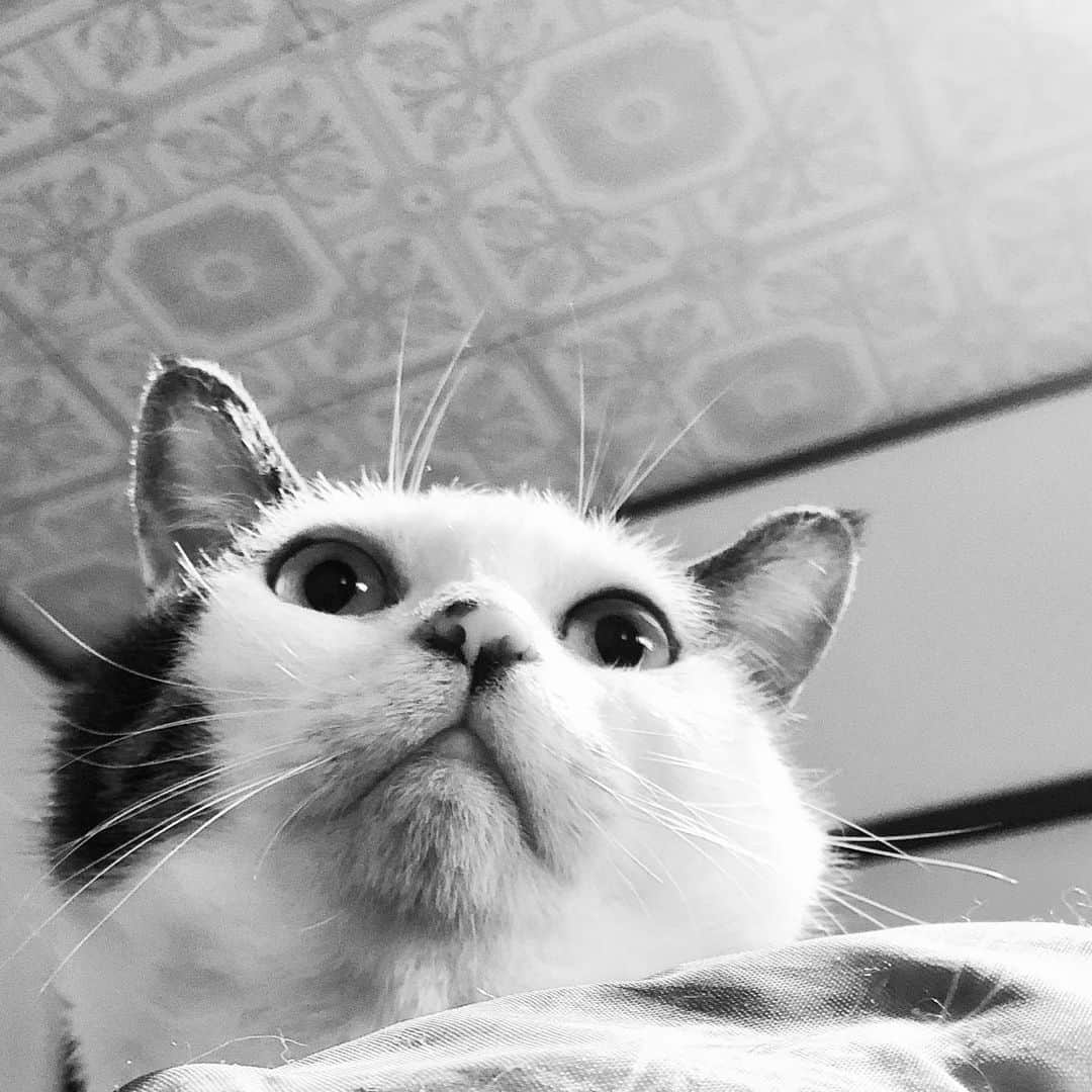 のインスタグラム：「明日について考える人。 #八おこめ #ねこ #夏 #itami2020 #ねてる #たぶん」