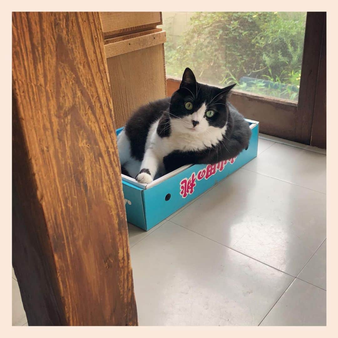 パンといっぴきのインスタグラム：「#元保護猫 #白黒猫 #ハチワレ #blackandwhitecat #tuxedocat #catinabox #箱猫 #小山田の桃」