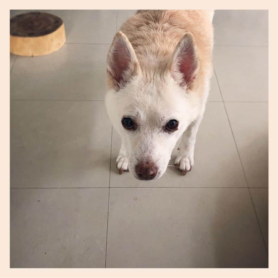 パンといっぴきのインスタグラム：「#元保護犬 #雑種犬 #crossbreed #mixdog #キップル14歳」
