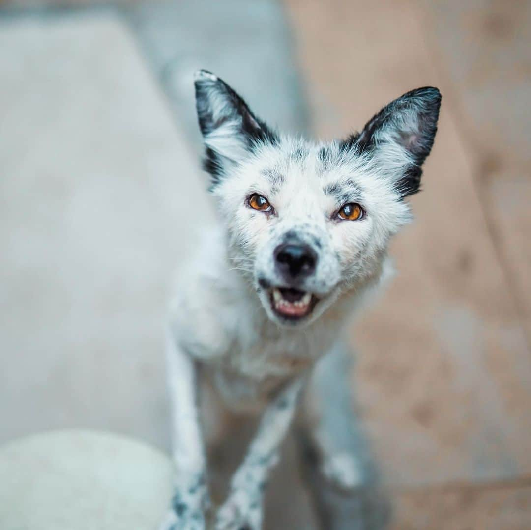 Rylaiさんのインスタグラム写真 - (RylaiInstagram)「Foxy Friday with Boris....  . Boris is one of the two Russian domesticated foxes first imported by the Founders of the #jabcecc. They were faced with making a decision between Sophie & Boris and that decision was not possible for them to make. They could not leave either behind and knew they had to find a way to bring both. They sacrificed their needs, picked up more work in order to ensure both of these babies could be loved in the way they deserved.  . We did an experiment with Clive Wynne and his team to see how the Russian domesticated and tame foxes acted meeting new people and  Familiar people. We didn’t tell Clive which was which. When Boris was up, Clive said “that’s a dog!”!!! Boris behaved immediately in a manner that dogs do in the experiment. He went right up to the u familiar person and jumped in her lap. Of course, they are very different and the mini experiment also showed that while Russian domesticated foxes are certainly more friendly towards unfamiliar people, they are not domesticated dogs. Just try to get them to sit without a treat!! Hahhaa! We did a mock of the experiment with our friends from @verge a few years ago! Check it out below!   https://youtu.be/4dwjS_eI-lQ . 📸 @anabeldflux  . Boris currently isn’t part of the JABCECC encounters.  . . #boris #russiandomesticatedfox #russianboy #andrianbrody #georgianwhite #russianfox #confident #bold #sweetboy #fox #foxes #foxy #conservation #dflux #photography #love #compassion #animalwelfare #animals #animal #dogs #cluvewynne #animalbehavior #sandiego #southernutah #stgeorge #socal #nonprofit」8月1日 0時16分 - jabcecc