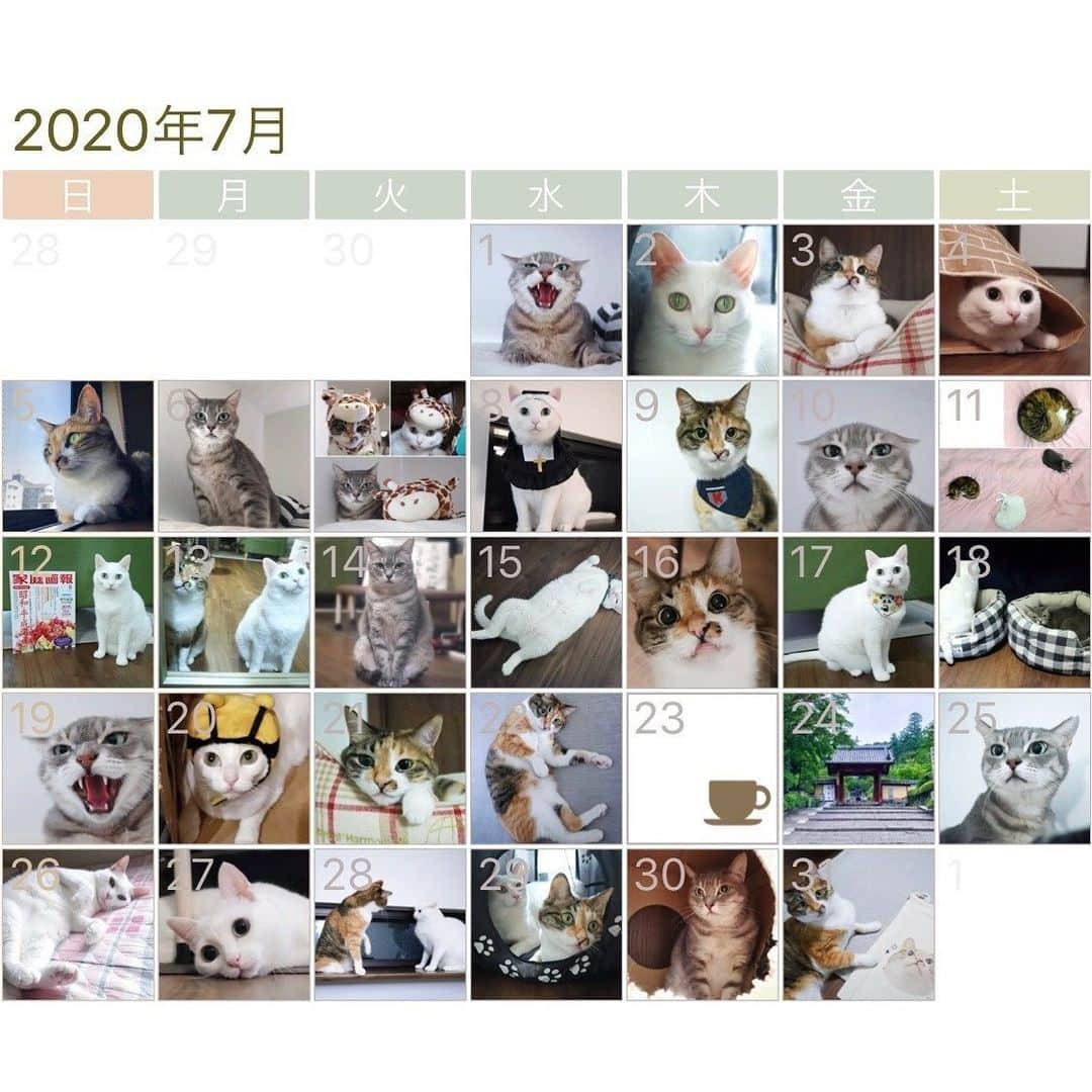 marikill66さんのインスタグラム写真 - (marikill66Instagram)「7️⃣🗓🐱🐱🐱🏆🏆🏆 * #2020年7月 #インスタカレンダー #cat #catstagram #catsofinstagram #catoftheday #instacat #vsco #marikill66 #marikill66_2020 #marikill66_07」8月1日 0時24分 - marikill66