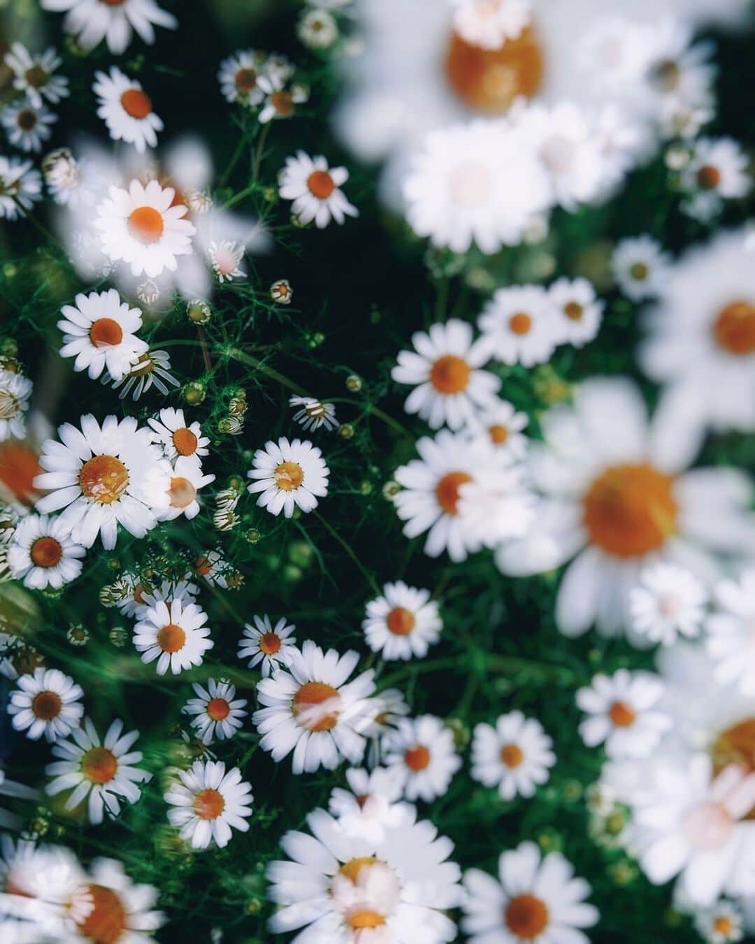 柳澤麻衣のインスタグラム：「Goodbye July. Have a lovely weekend 🌿」