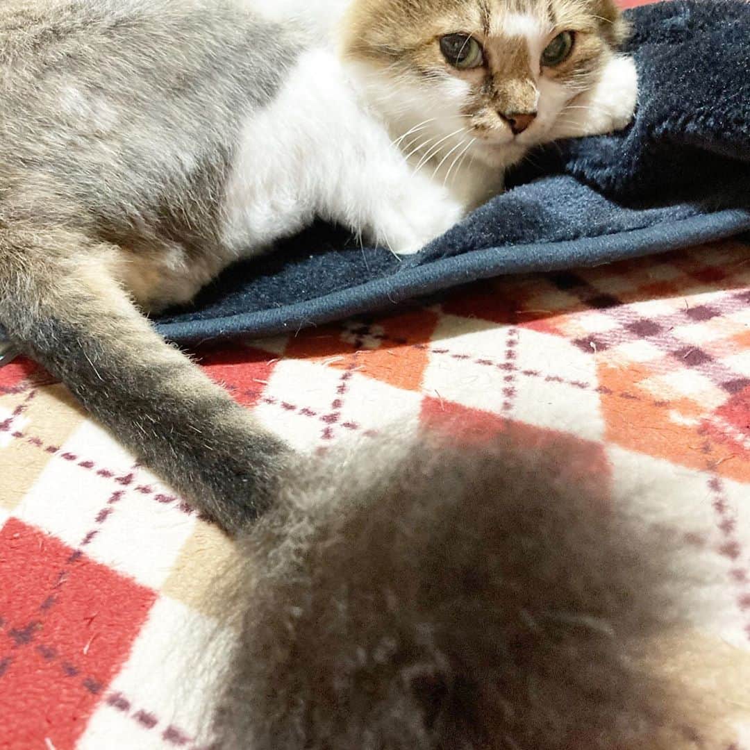 岩政久美子のインスタグラム：「トラちゃんの毛ですが、彼女は毎年夏になるとサマーカットをするので尻尾がちょんまげみたいになります🐯 ちょんまげ見たら、ちょんまげマーチが頭で流れます🐯  今月もおつかれさまじゃ🐈んべー🌟  #尻尾がちょんまげ #にゃんだふるらいふ  #実家猫トラちゃん　#トラビッチ」