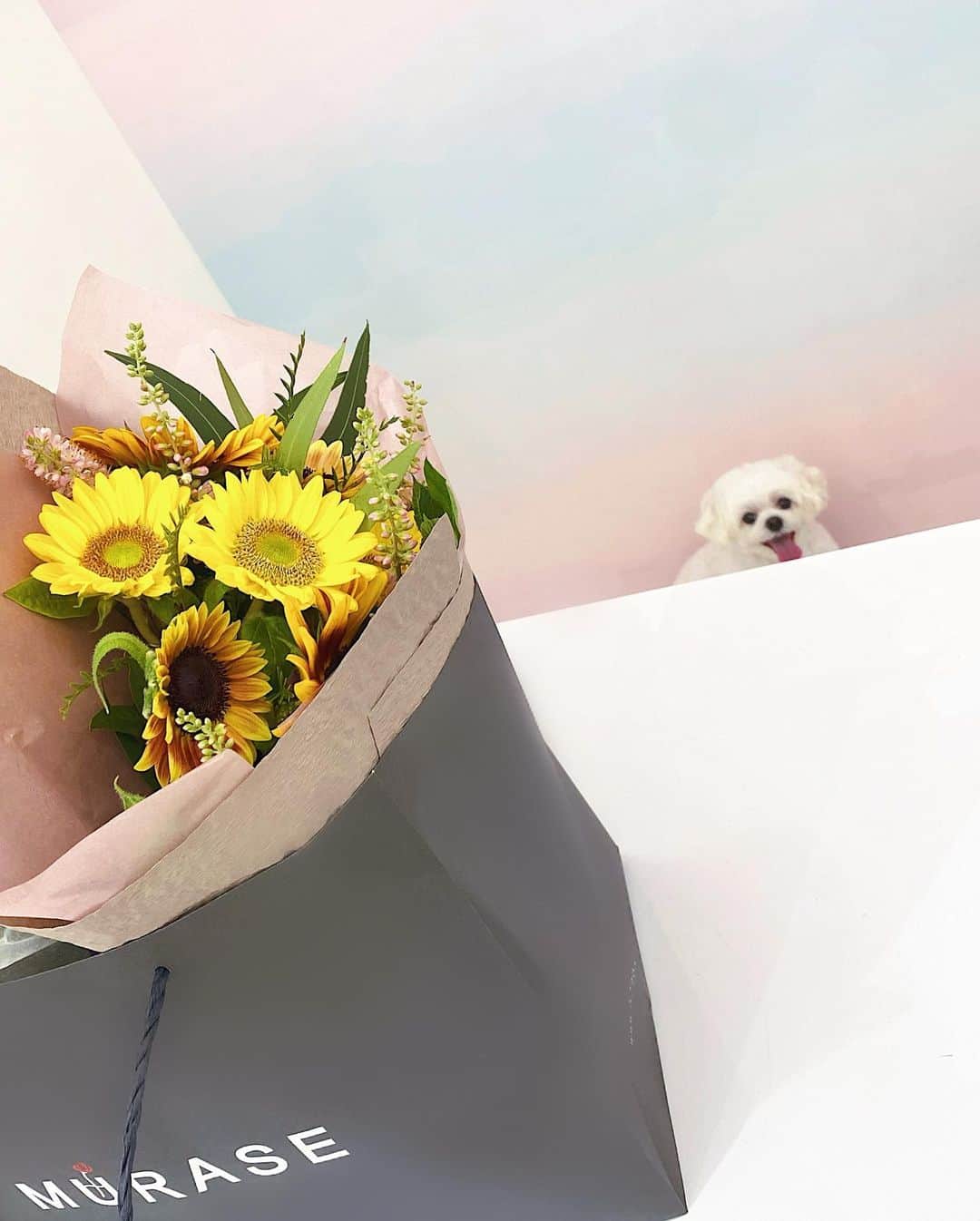 桃華絵里さんのインスタグラム写真 - (桃華絵里Instagram)「夏のお花を購入🌻自宅用のヒマワリとふわふわなスモークツリー✨あとは友人へのプレゼントに☺︎💐 2枚の動画シーくん！撮られていることに気がつくと  気まずそうに隠れちゃう。笑 いつも そんな感じです🐑🤍🤍🤍」7月31日 16時53分 - _momoka828_