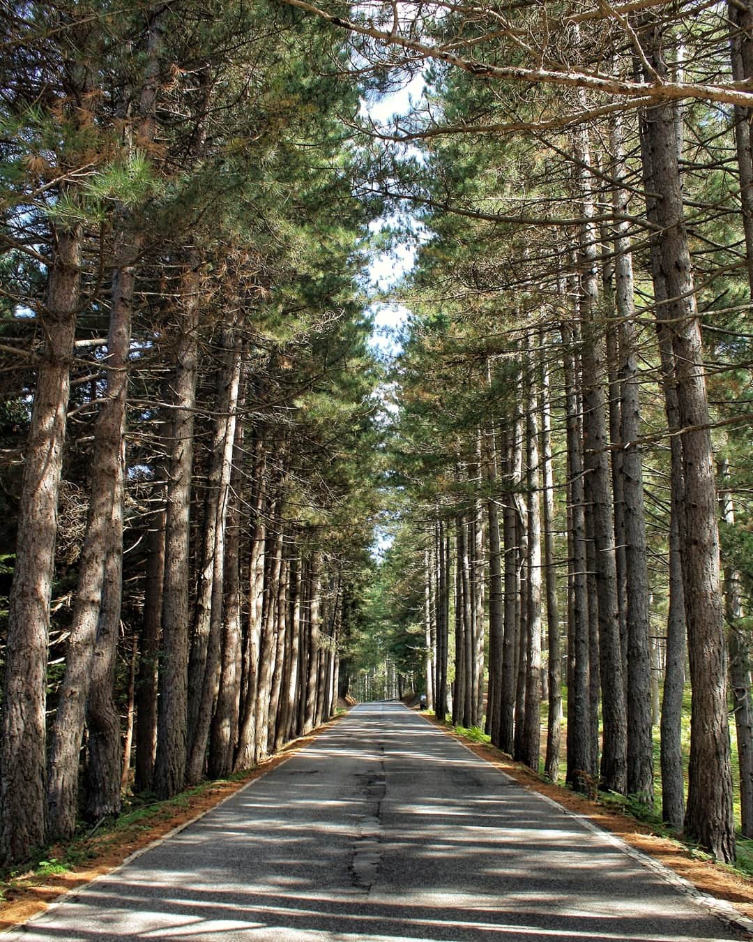 のインスタグラム：「Go out an play. Which X do you choose? Road: #BMWrepost @enearotella #TheX1 #TheX3 #TheX5 #BMW #xCrew #BackToNature #outdoor #woods #instanature」