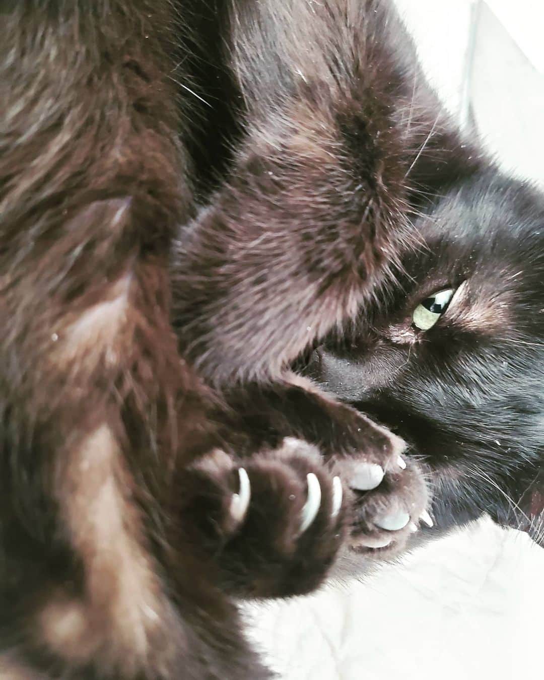 ジュノ のインスタグラム