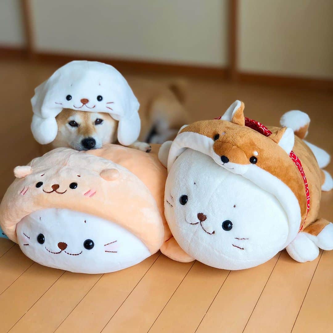 のインスタグラム：「「しろたん らっこいぬ 抱き枕」にマロたんが出会ったん🥺らっこでもいぬでもないと悩むらっこいぬに「友達だよ」と言うしろたん🥺泣ける🥺 . ザーガーデンプレミアムモニターにも任命していただきました！ @mothergarden_rakuten  .  #PR #マザーガーデンプレミアムモニター #マザーガーデン楽天市場店 #マザーガーデン新商品 #8月8日はしろたんのお誕生日 #抱き枕 #ぬいぐるみ #しろたにすと #しろたん21周年  #おうちでしろたん #sirotan #しろたん #らっこいぬ #しろたんタウン #しろたん誕生日 #しろたん好きと繋がりたい #しろたん大好き #しろたんは家族です #しろたんは癒し  #マザーガーデンキッズ #おうち遊ひ? #お家で遊ぼう #モニターモデル #キッズモニター #キッズモデル #キッズ雑貨」