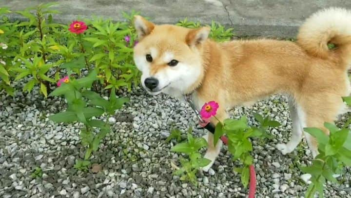 柴犬たま Shibainu Tamaのインスタグラム