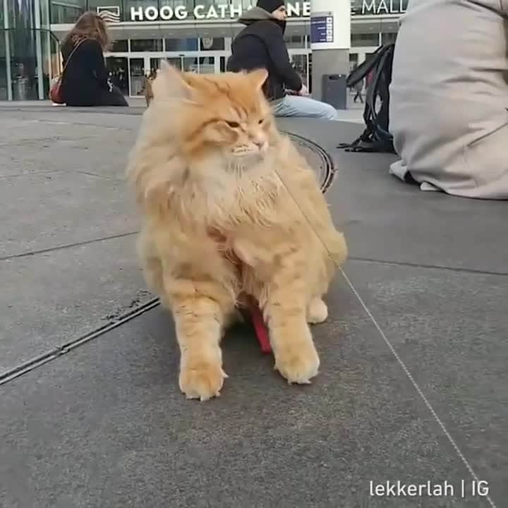 Aww Clubのインスタグラム