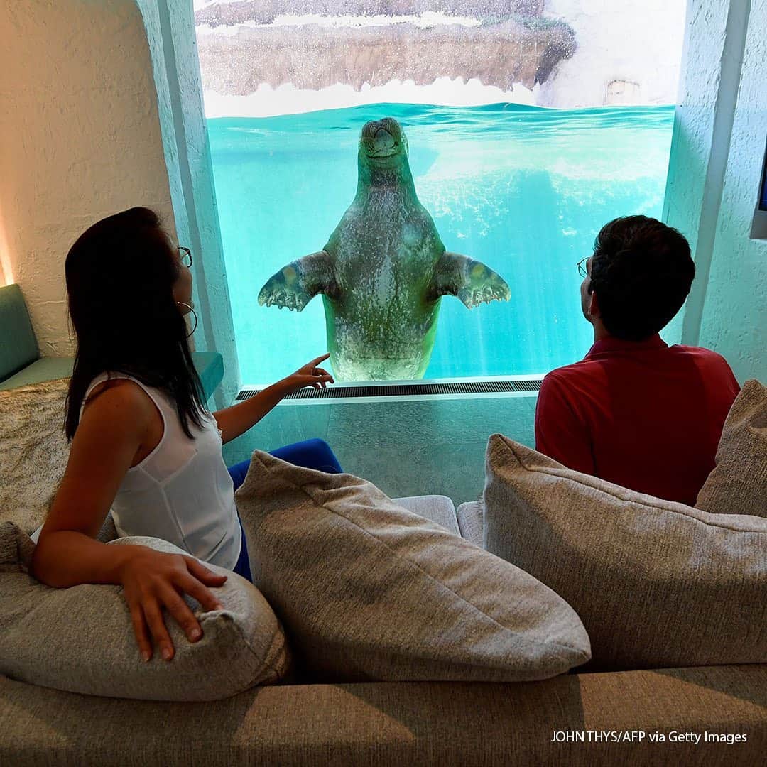 ABC Newsさんのインスタグラム写真 - (ABC NewsInstagram)「Visitors look at a walrus from their hotel room at the Pairi Daiza animal park in Brugelette, Belgium. #animals #hotels #walrus」7月31日 18時14分 - abcnews