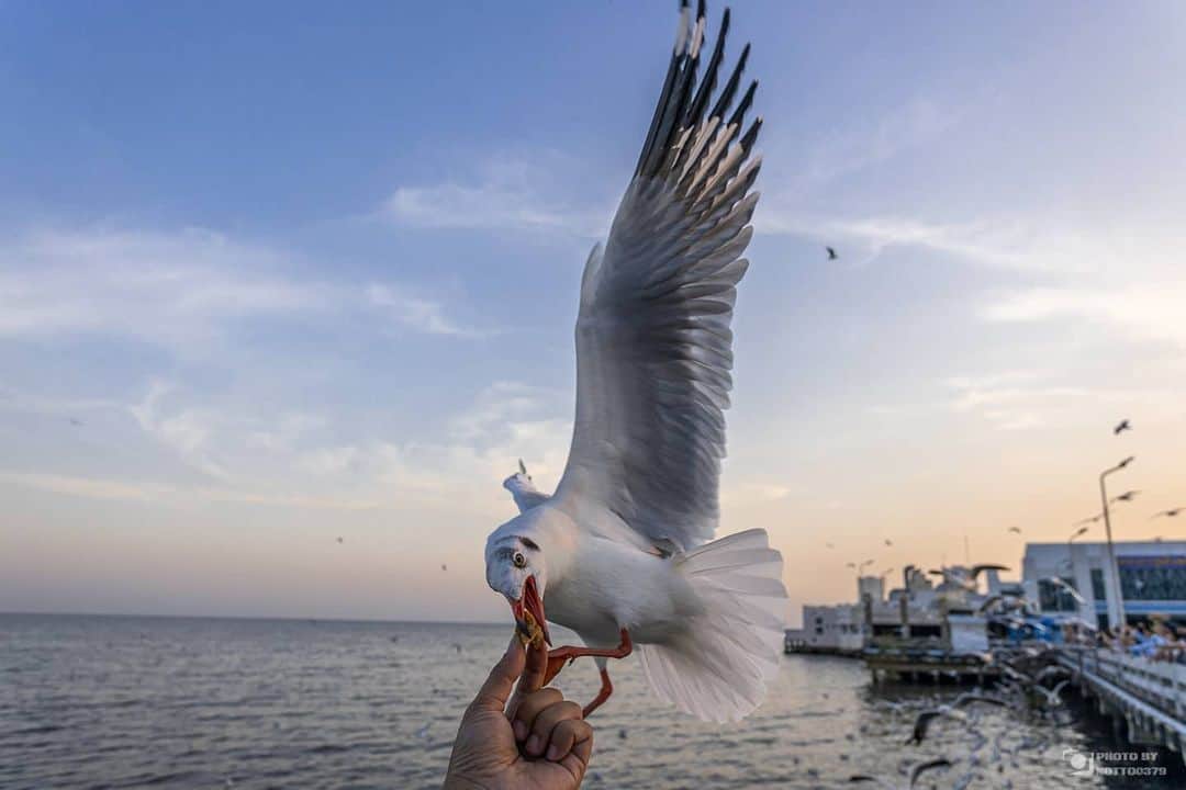 Canon Asiaさんのインスタグラム写真 - (Canon AsiaInstagram)「A timely shot for a memorable experience! ⚡️ Visitors to Bang Pu often encounter seagulls from November to April, migrating to escape the cold. And sometimes, they get close enough to even snap a shot on a wide angle lens! . Images by =Notto0379= on My Canon Story taken with Canon EOS R  EF17-40mm f/4L USM . Have an interesting photo to share? Tag them with #canonasia or submit them on My Canon Story, link in bio! . #canonasia #photography #explore #thailand #seagulls #bangpu #travel #eosr」7月31日 18時42分 - canonasia