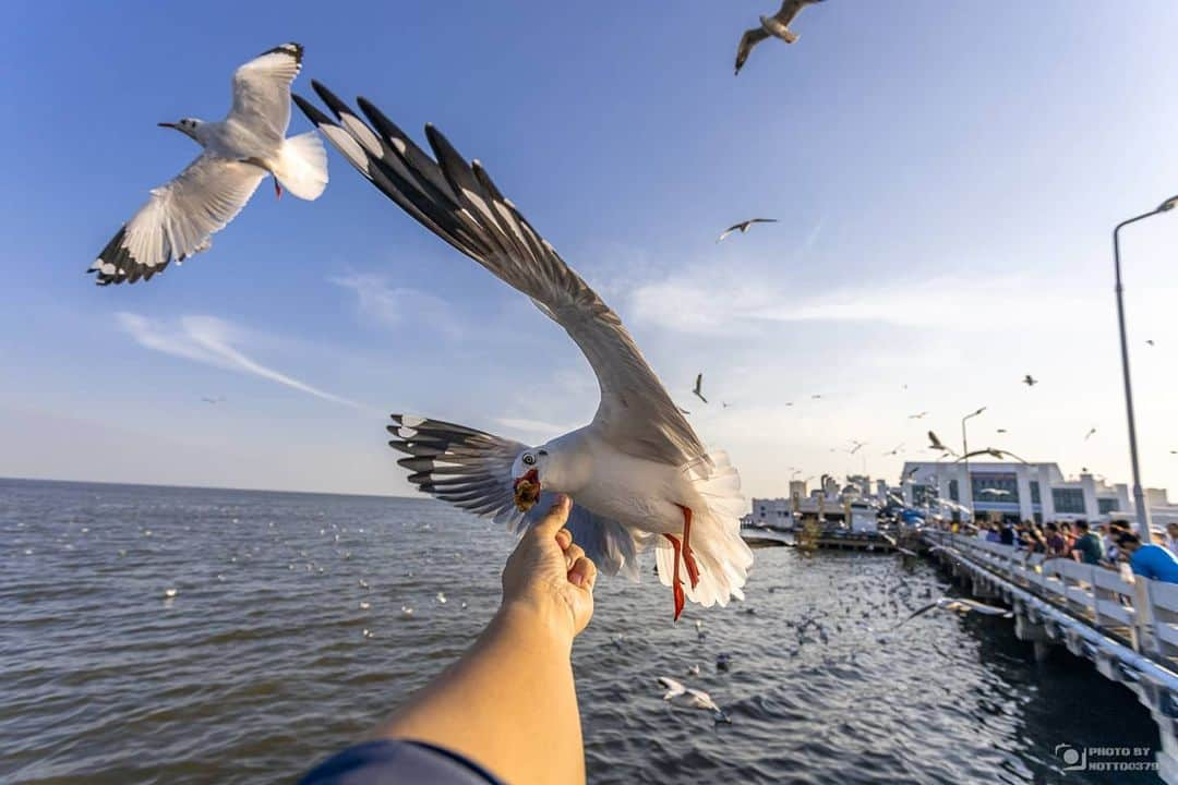 Canon Asiaさんのインスタグラム写真 - (Canon AsiaInstagram)「A timely shot for a memorable experience! ⚡️ Visitors to Bang Pu often encounter seagulls from November to April, migrating to escape the cold. And sometimes, they get close enough to even snap a shot on a wide angle lens! . Images by =Notto0379= on My Canon Story taken with Canon EOS R  EF17-40mm f/4L USM . Have an interesting photo to share? Tag them with #canonasia or submit them on My Canon Story, link in bio! . #canonasia #photography #explore #thailand #seagulls #bangpu #travel #eosr」7月31日 18時42分 - canonasia