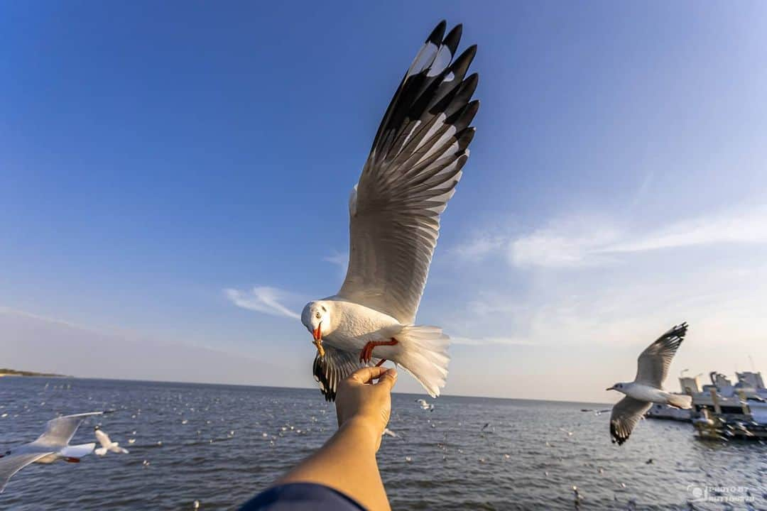 Canon Asiaさんのインスタグラム写真 - (Canon AsiaInstagram)「A timely shot for a memorable experience! ⚡️ Visitors to Bang Pu often encounter seagulls from November to April, migrating to escape the cold. And sometimes, they get close enough to even snap a shot on a wide angle lens! . Images by =Notto0379= on My Canon Story taken with Canon EOS R  EF17-40mm f/4L USM . Have an interesting photo to share? Tag them with #canonasia or submit them on My Canon Story, link in bio! . #canonasia #photography #explore #thailand #seagulls #bangpu #travel #eosr」7月31日 18時42分 - canonasia