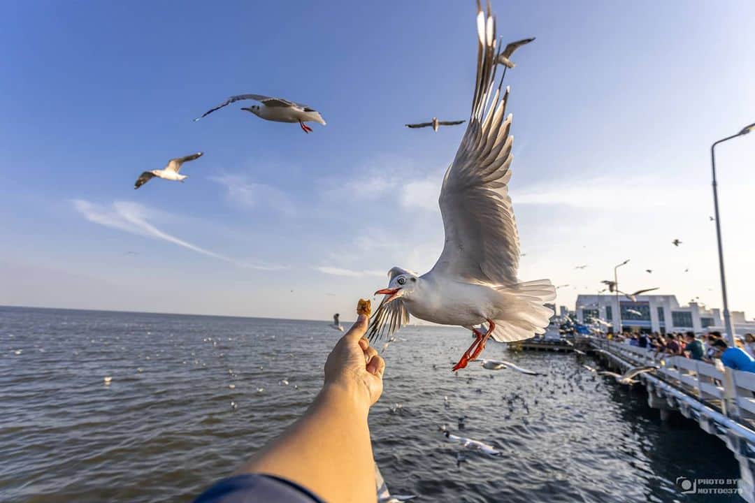 Canon Asiaのインスタグラム：「A timely shot for a memorable experience! ⚡️ Visitors to Bang Pu often encounter seagulls from November to April, migrating to escape the cold. And sometimes, they get close enough to even snap a shot on a wide angle lens! . Images by =Notto0379= on My Canon Story taken with Canon EOS R  EF17-40mm f/4L USM . Have an interesting photo to share? Tag them with #canonasia or submit them on My Canon Story, link in bio! . #canonasia #photography #explore #thailand #seagulls #bangpu #travel #eosr」