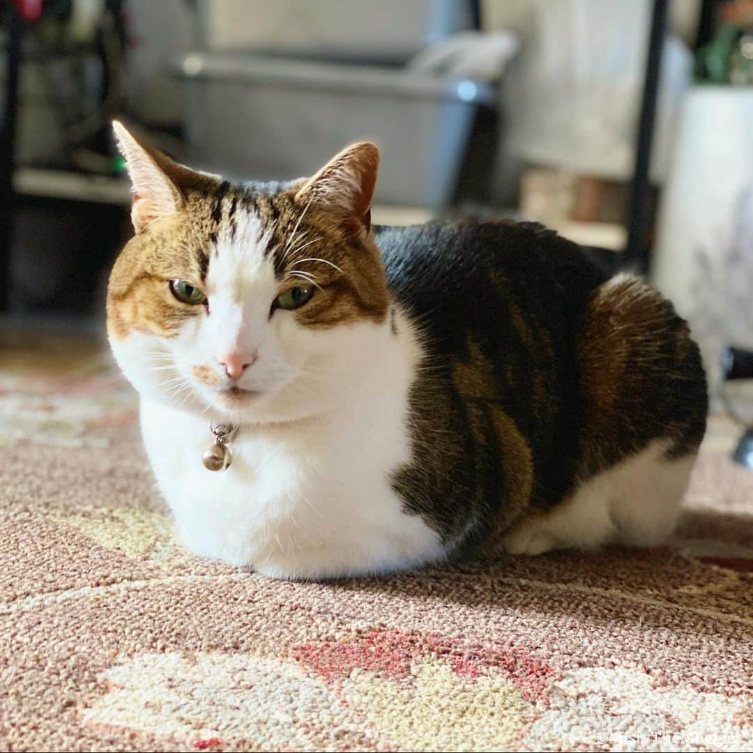 Misty The Moggieのインスタグラム：「‼️This little loaf has just blessed your timeline 🍞」