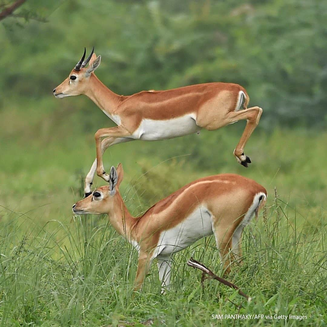 ABC Newsさんのインスタグラム写真 - (ABC NewsInstagram)「Antelopes run through a field at Kanjari village on the outskirts of Ahmedabad, India. #antelope #animals」7月31日 19時27分 - abcnews