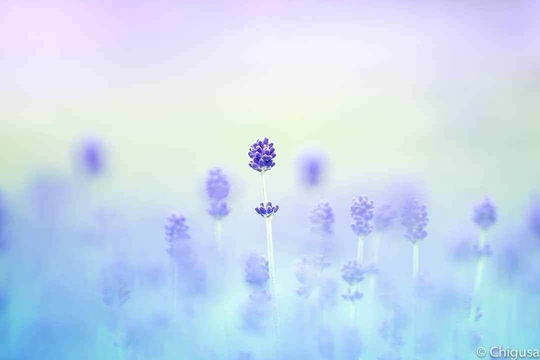 花の写真館のインスタグラム：「Photo by @chigusa024.⠀ https://instagram.com/chigusa024/⠀ .⠀ Original Post[投稿いただいたURL]⠀ https://www.instagram.com/p/B0W5ragA7z3/⠀ .⠀ 本アカウントは、 #私の花の写真 をつけてInstagramに投稿された皆さまの花の写真や、「花の写真館」Facebookページで投稿された花の写真を紹介します。⠀ 「花の写真館」Facebookページは、「 @floral.photograph 」のプロフィールにあるURLからご覧ください。⠀ .⠀ ※各自、政府、自治体など公的機関の指示に従った行動をお願いします。⠀⠀ 東京カメラ部および分室では、写真を「見る楽しみ」を提供することを通して、微力ながら皆様にわずかな時間でも癒しをお届けしたいと思っております。⠀ ※本アカウントは東京カメラ部がFacebook、Instagramのサービスを利用して運営しているもので、Facebook社・Instagramとは一切関係ありません。⠀ .⠀ #花の写真館 #floralphotograph #floralphoto #flower #flowers⠀ Follow: @floral.photograph」