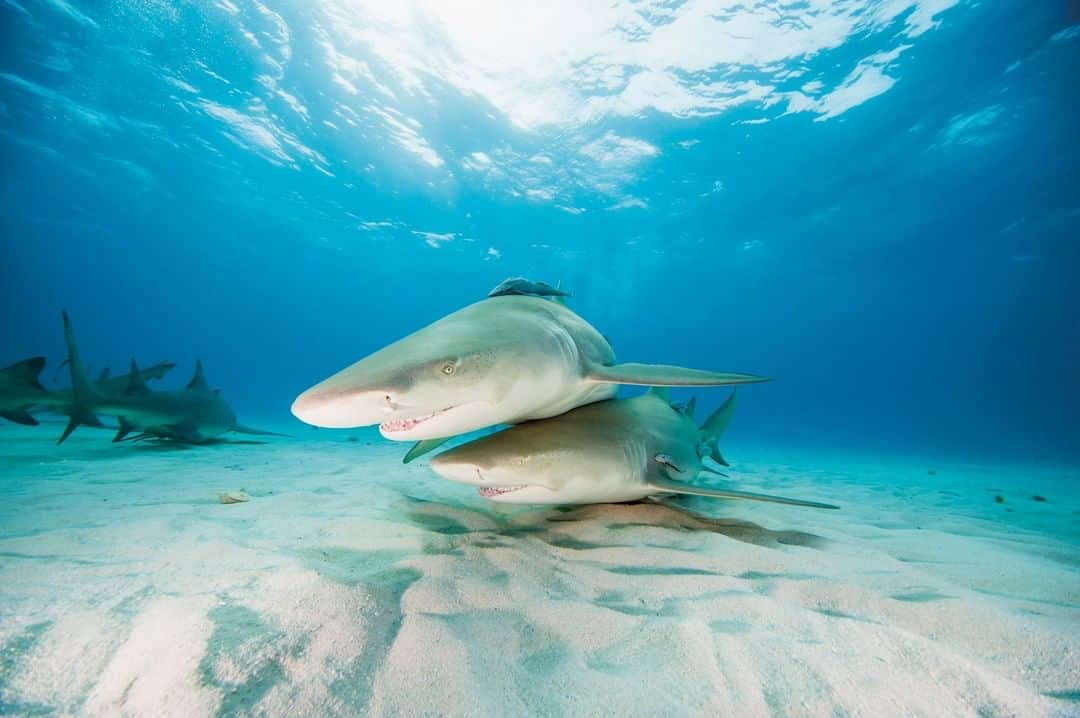 アニマルプラネットさんのインスタグラム写真 - (アニマルプラネットInstagram)「There’s no denying that sharks are incredibly intelligent animals, but what makes the minds of lemon sharks (pictured here) so unique is that their brains are especially large. With that, experts believe their strong intellect has allowed lemon sharks to cooperate with each other and even create hierarchies in their social groups. . . . . . . . #lemonshark #sharkweek #sharks #discoverychannel #sharkpickles #sharkweek2020 #animalplanet #fishfriday #saltwater #ocean #photooftheday #pictureoftheday」8月1日 1時00分 - animalplanet