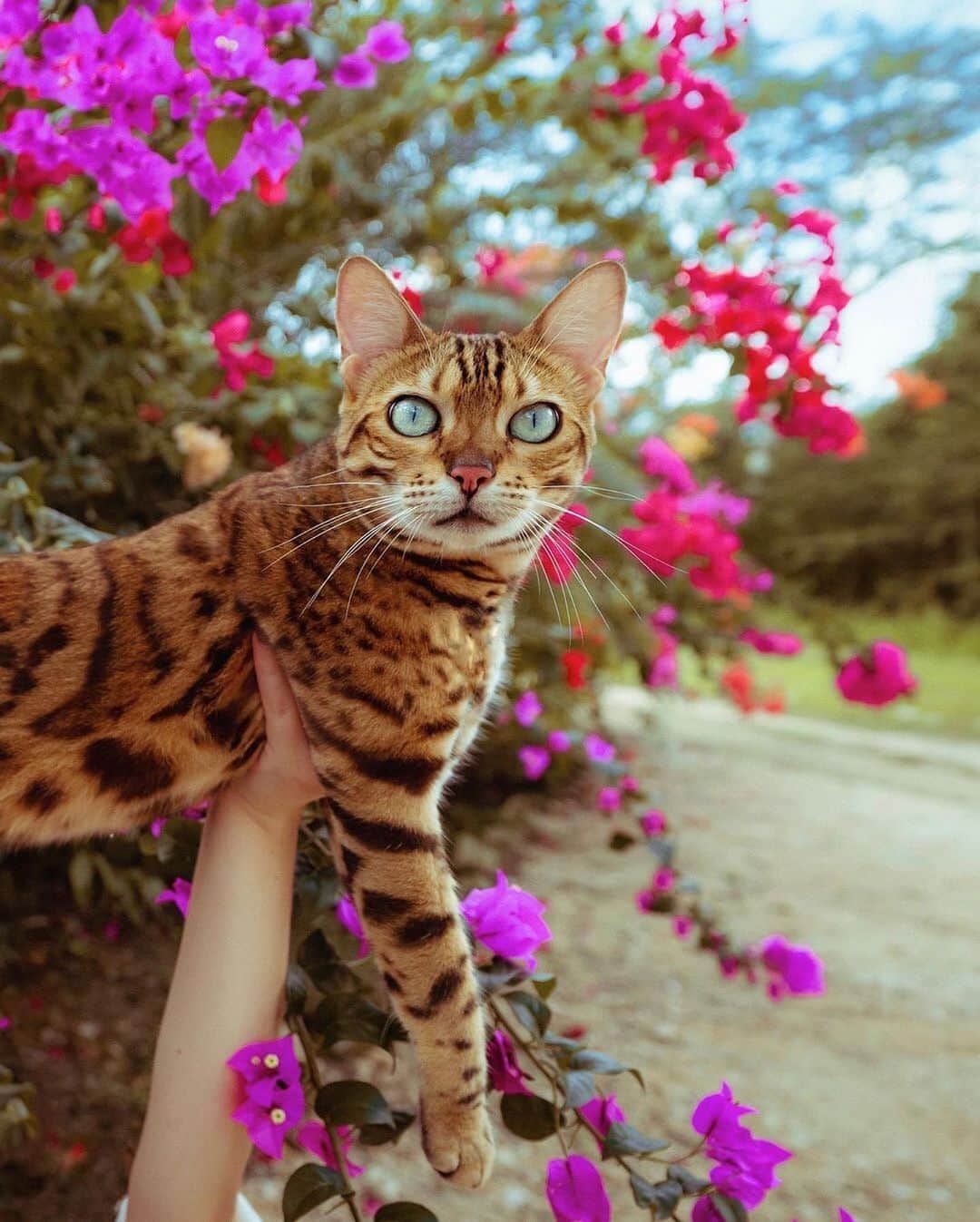 Cats of Instagramさんのインスタグラム写真 - (Cats of InstagramInstagram)「From @sukiicat: “Hola Amigos! 😸🌸” #catsofinstagram」8月1日 1時01分 - cats_of_instagram