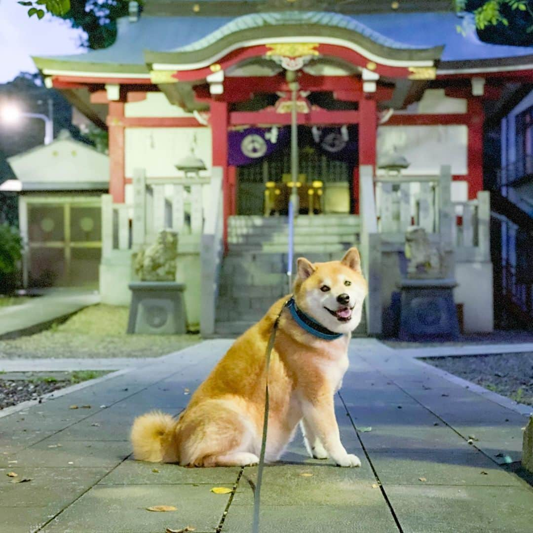 まる（まるたろう）さんのインスタグラム写真 - (まる（まるたろう）Instagram)「TGIF!✨🐶☺️✨みんなはやく帰ってきてね〜！ #お土産待ってますよ #金曜日だもん #お楽しみがあってもいいよね🥴」7月31日 19時40分 - marutaro