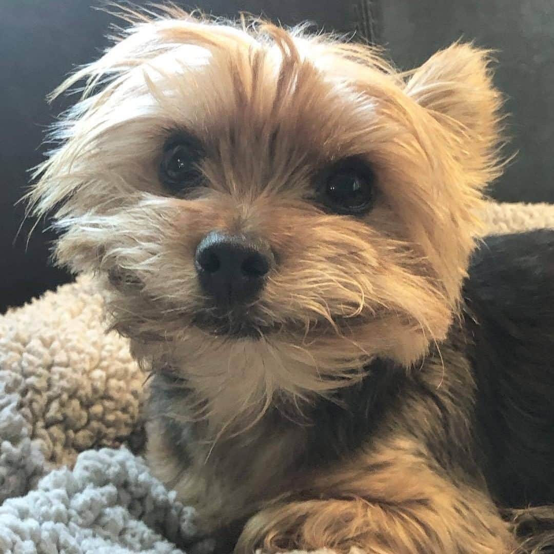 9GAGさんのインスタグラム写真 - (9GAGInstagram)「When you walk past someone you know but not enough for you to say hello 📸 @mia.and.benny - #yorkie #smile #9gag」7月31日 19時43分 - 9gag
