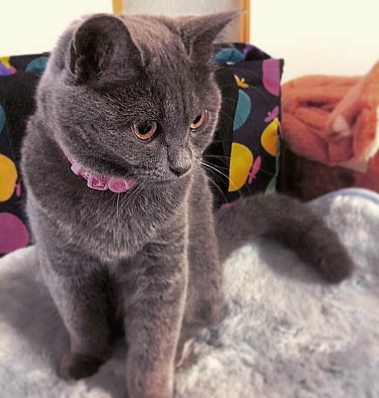 チキン南蛮カレーのルウ王子のグルメインスタ