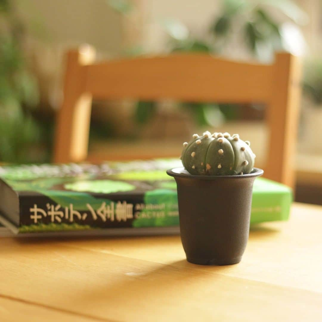 LOVEGREEN -植物と暮らしを豊かに。さんのインスタグラム写真 - (LOVEGREEN -植物と暮らしを豊かに。Instagram)「[丸いフォルムがお気に入り] . お店で1時間くらい悩んで買った瑠璃兜 . 植物を選ぶときに一緒に並んでいる他の株と大差がなくても、この株だ！と惹かれるものがあったりしませんか？ . この瑠璃兜はそんなひと株。 . いま買わないともう出会えないかも！そう思うと植物との一期一会を大切にしたくなりますよね . ■今回の植物 瑠璃兜 （Astrophytum asterias var.） .  植物に愛と潤いを。植物初心者ライター、仲野がお届けする# LOVE PLANTS CLUB。 . 毎週金曜日に投稿しているので、次回の投稿もお楽しみに！ . ─────────────── # LOVE PLANTS CLUB ─────────────── 植物好きのための架空グループ、# LOVE PLANTS CLUB。 植物初心者ライターが植物を育てて、愛でて、その魅力を発信していきます。 . 皆さんもお気に入り植物を投稿して、 #loveplantsclub を盛り上げませんか？ . 1. このアカウント( @lovegreen_official )をフォロー 2. Instagramに #ラブグリーン と #loveplantsclub つけて投稿 . 皆さんの植物投稿を楽しみにしています！ もしかしたら、あなたの投稿がLOVEGREENの記事に掲載されるかも！？ .  #瑠璃兜 #ルリ兜 #astrophytum #astrophytumasterias #cacutus #サボテン #植物がすき  #日々の暮らし #暮らしを愉しむ #サボテンのある暮らし #サボタニ #アストロフィツム #珍奇植物 #ビザールプランツ #個性派植物 #部屋植物 #部屋植 #インテリア植物 #インテリアグリーン #植物初心者 #サボテン初心者 #植物好き  #ラブグリーン #lovegreen #植物のある暮らし #植物と暮らしを豊かに #植物」7月31日 20時00分 - lovegreen_official